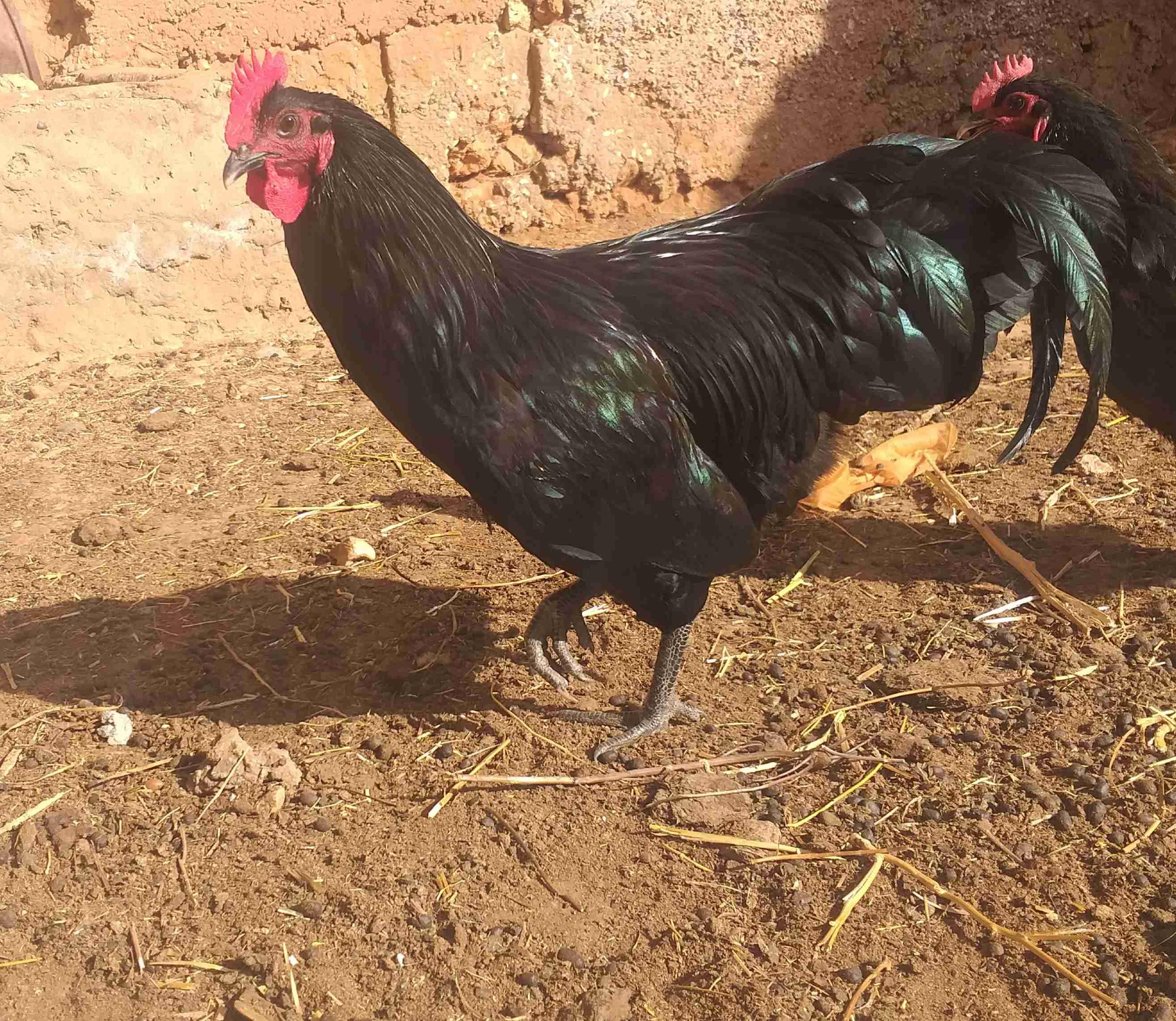 بيض اوسطرالوب اسود مخصب للبيع