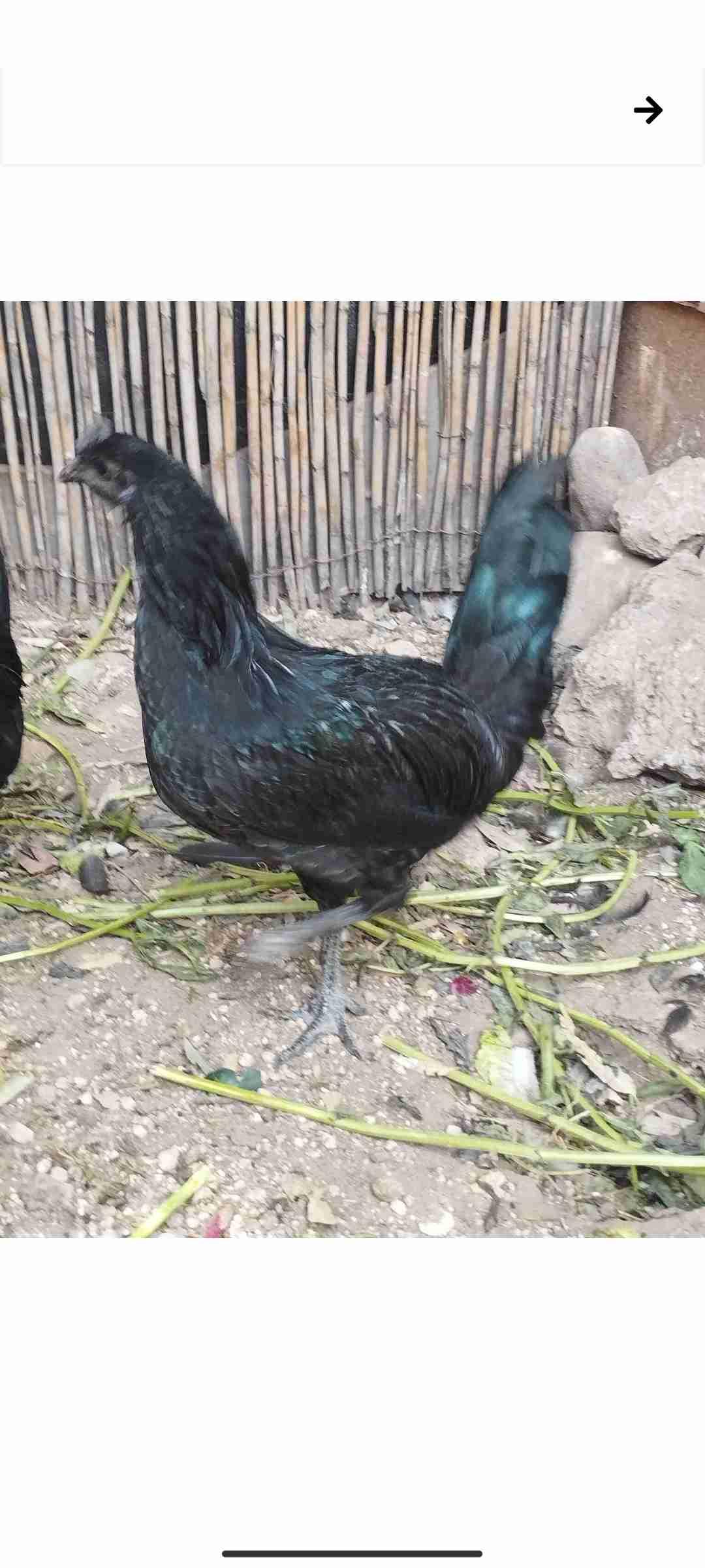 دجاج للبيع