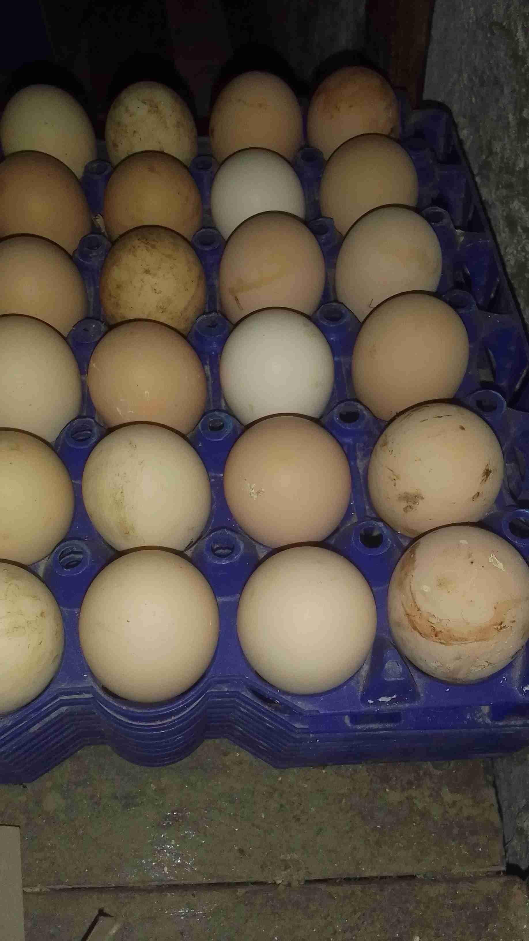 بيض أسترالوب الأسود الحر
