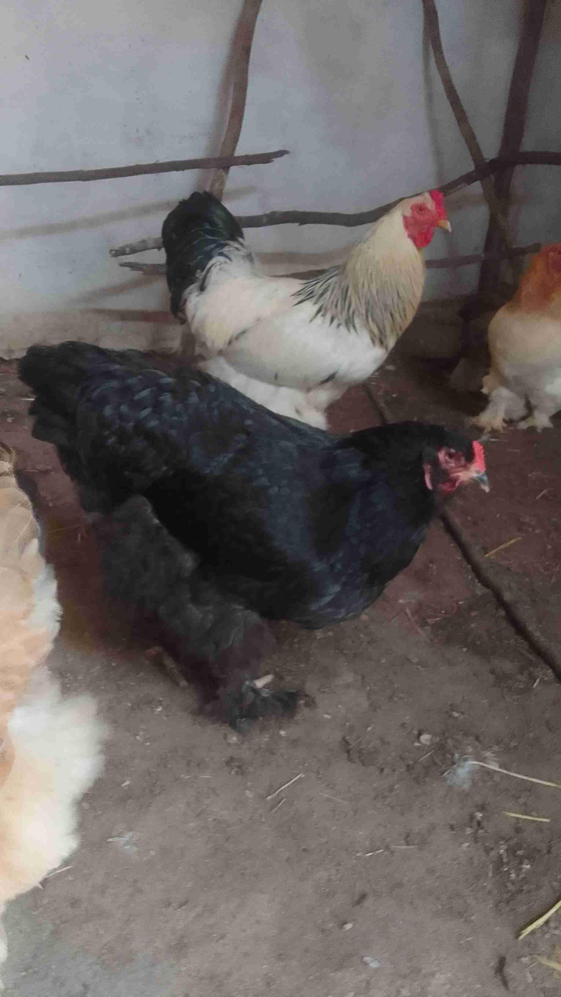للبيع بيض الىراهمة الحر