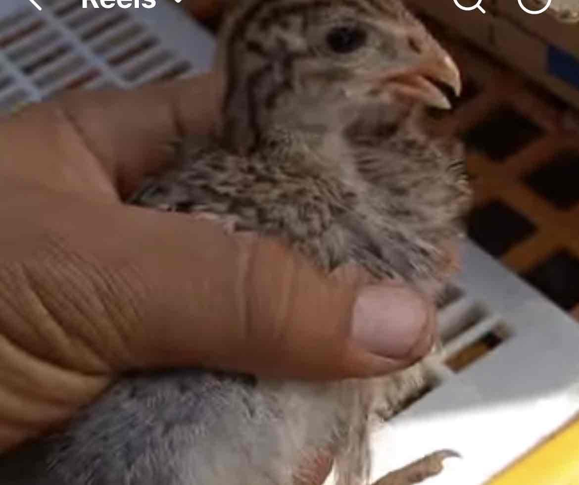 حجل بيبي