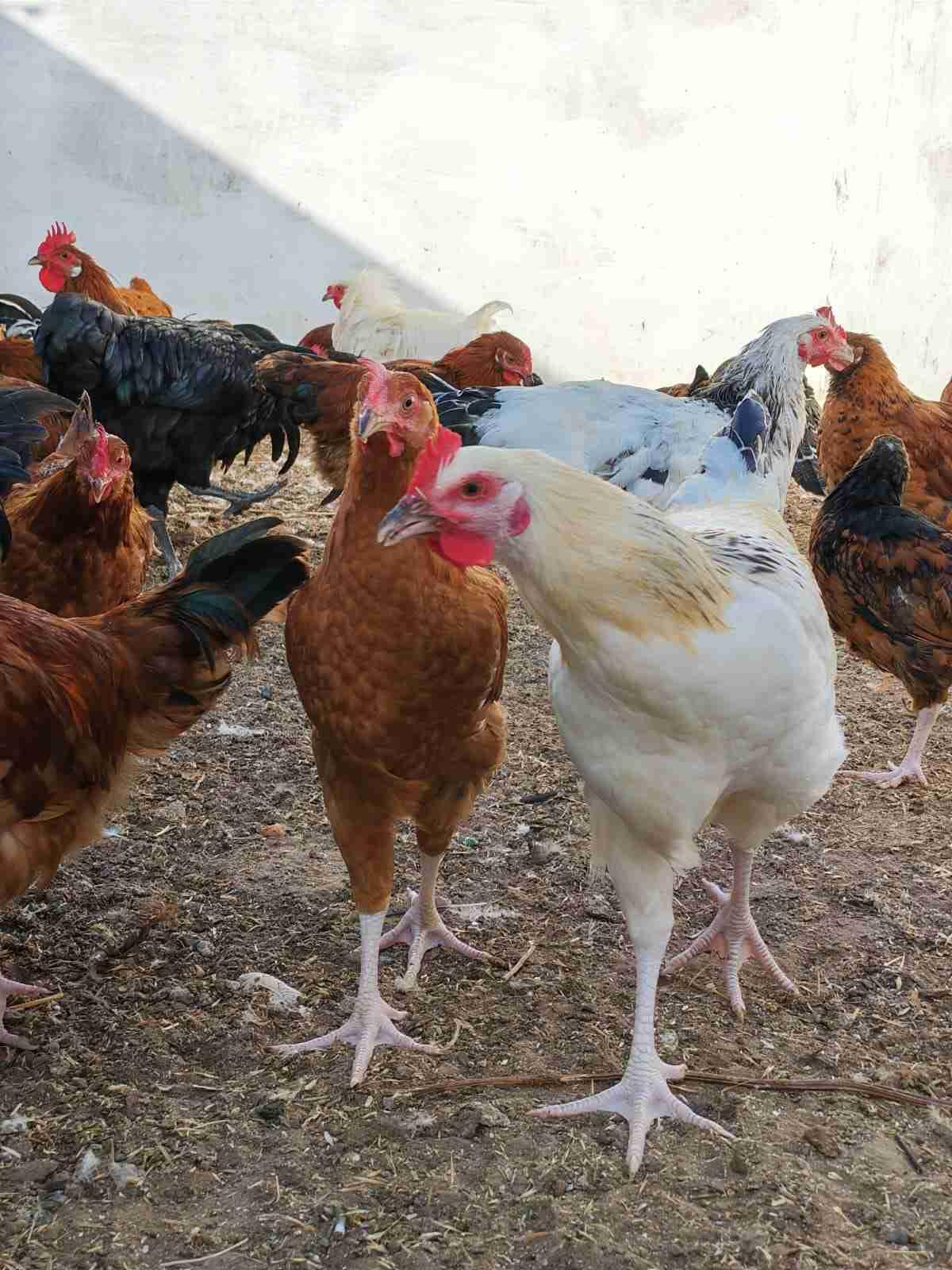 خليط السلالات عمر  6 أشهر
