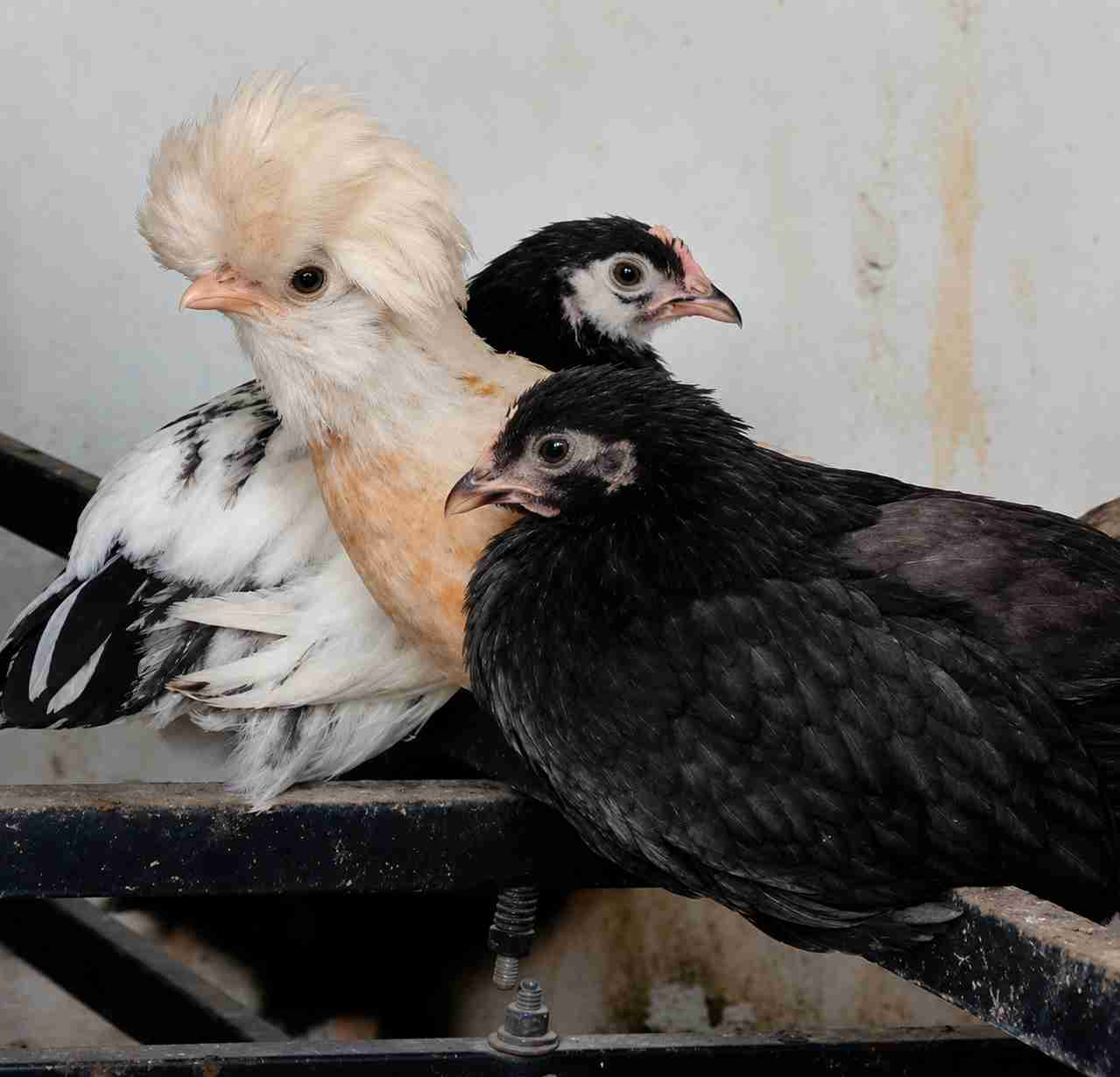 🐔 للبيع — دجاج زينة مميز 🐔✨ شعر واقف وشكل فريد✨ سلالة زينة جميلة✨ صحة مزيانة ونشيط💰 الثمن: 180 درهم📩 للمهتمين التواصل على الخاص