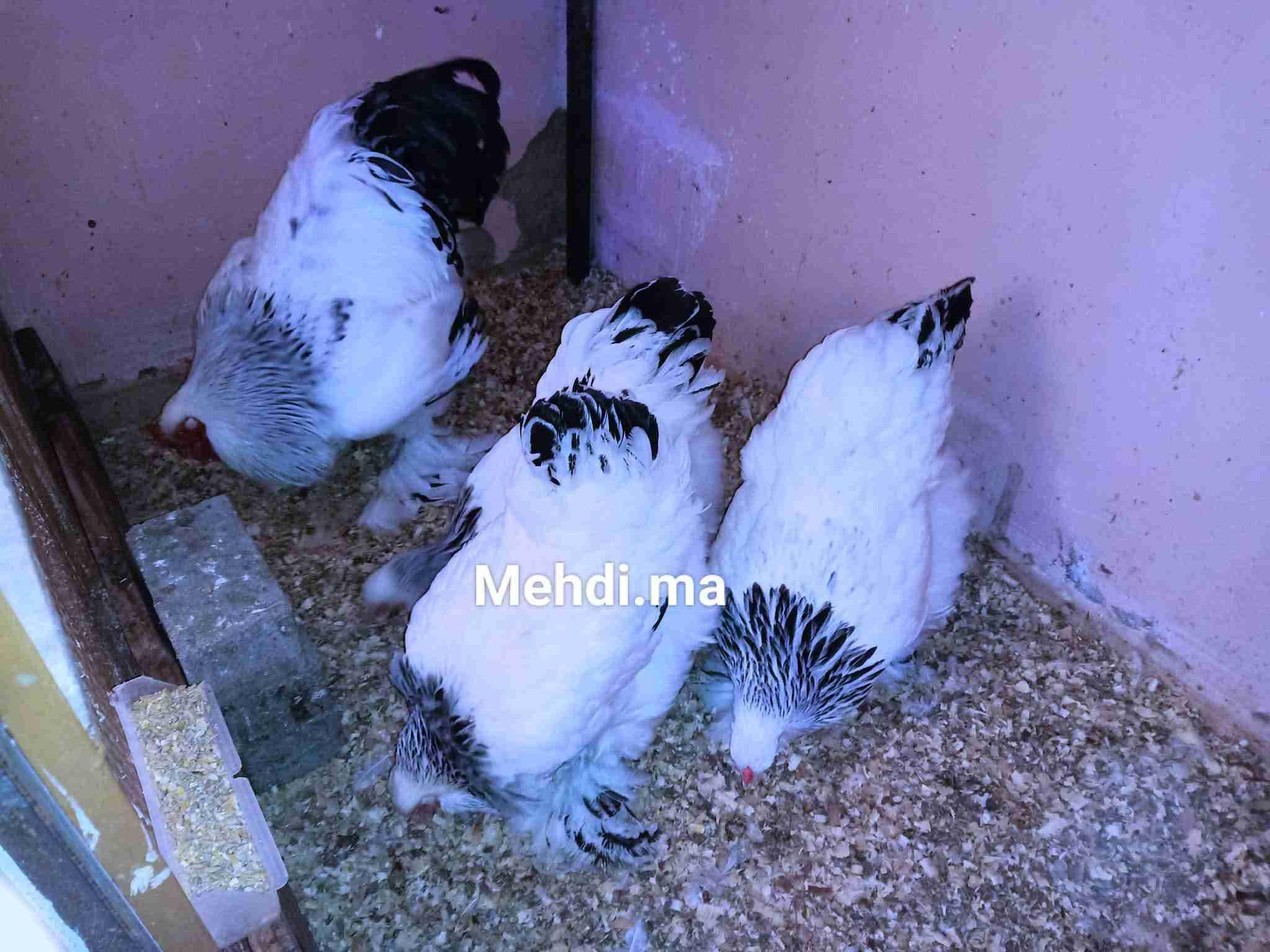 أكادير