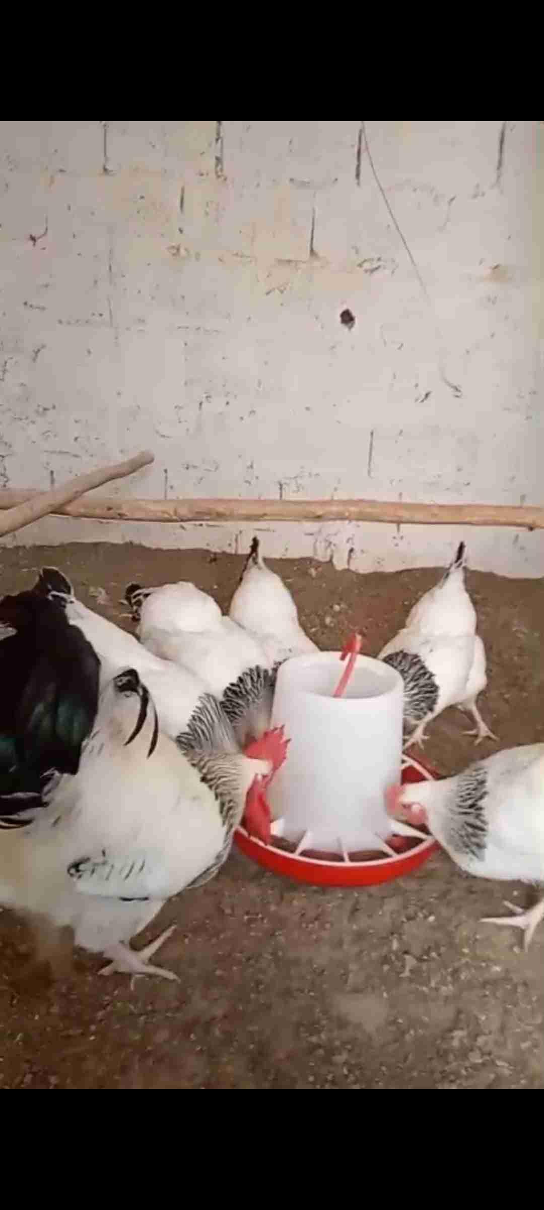 بيض سوسكس مخصب