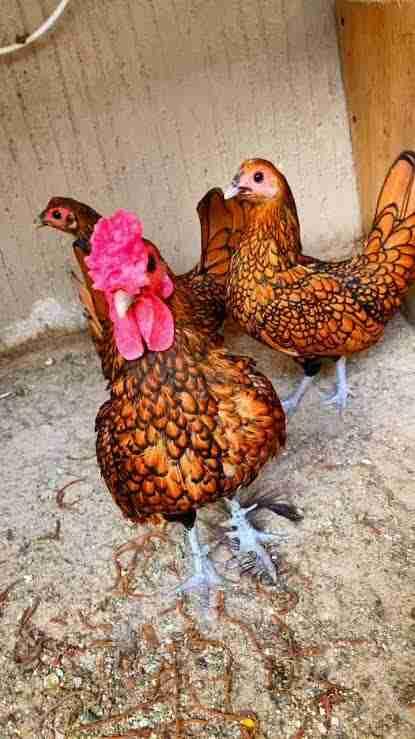 🐔✨ للبيع دجاج السيبرايت النقيألوان مميزة وشكل فاخر، معروف بالحجم الصغير والزينة الرائعة 🌟