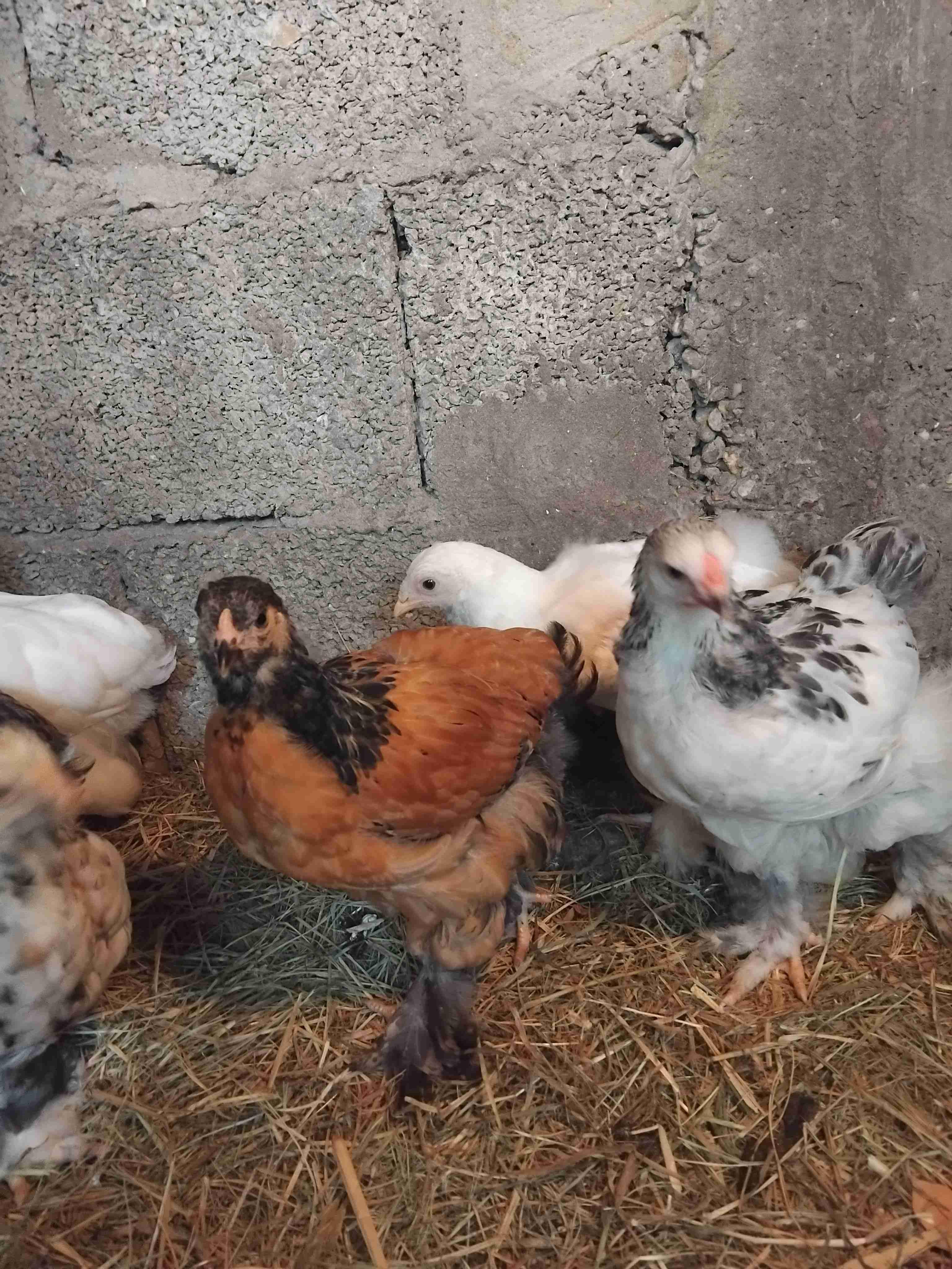 البراهما