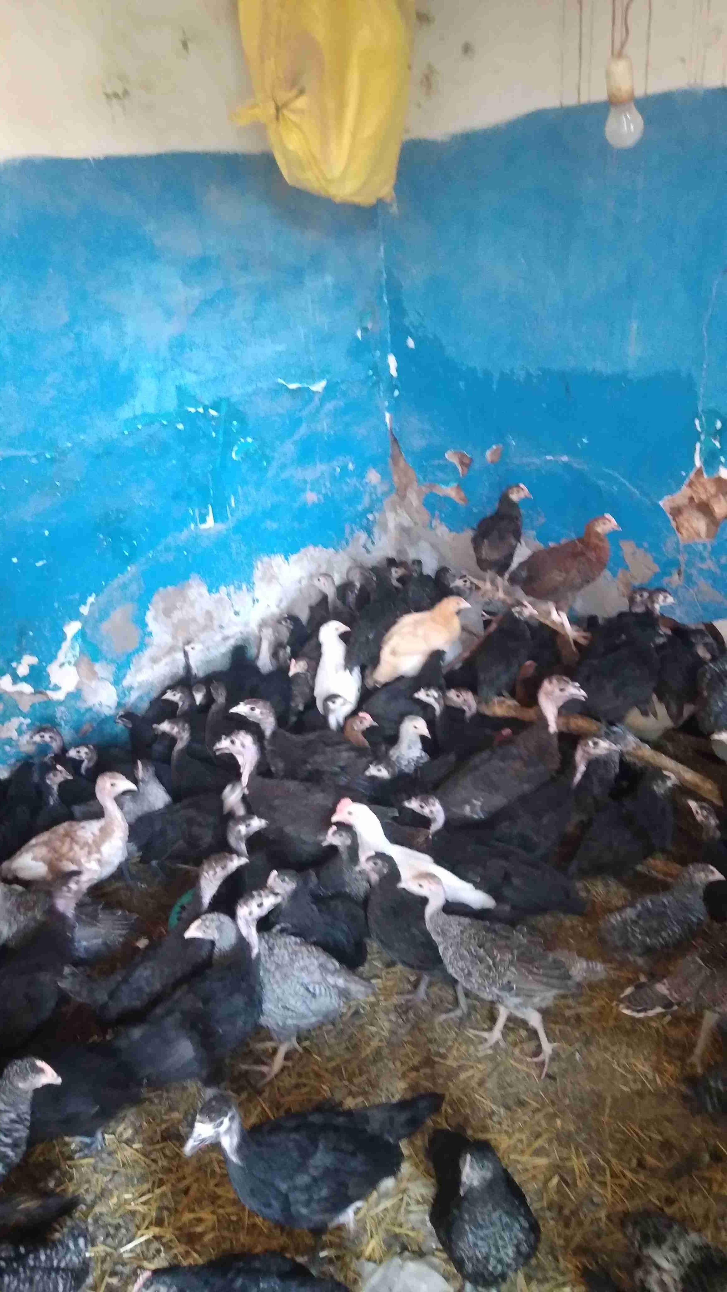 البروج