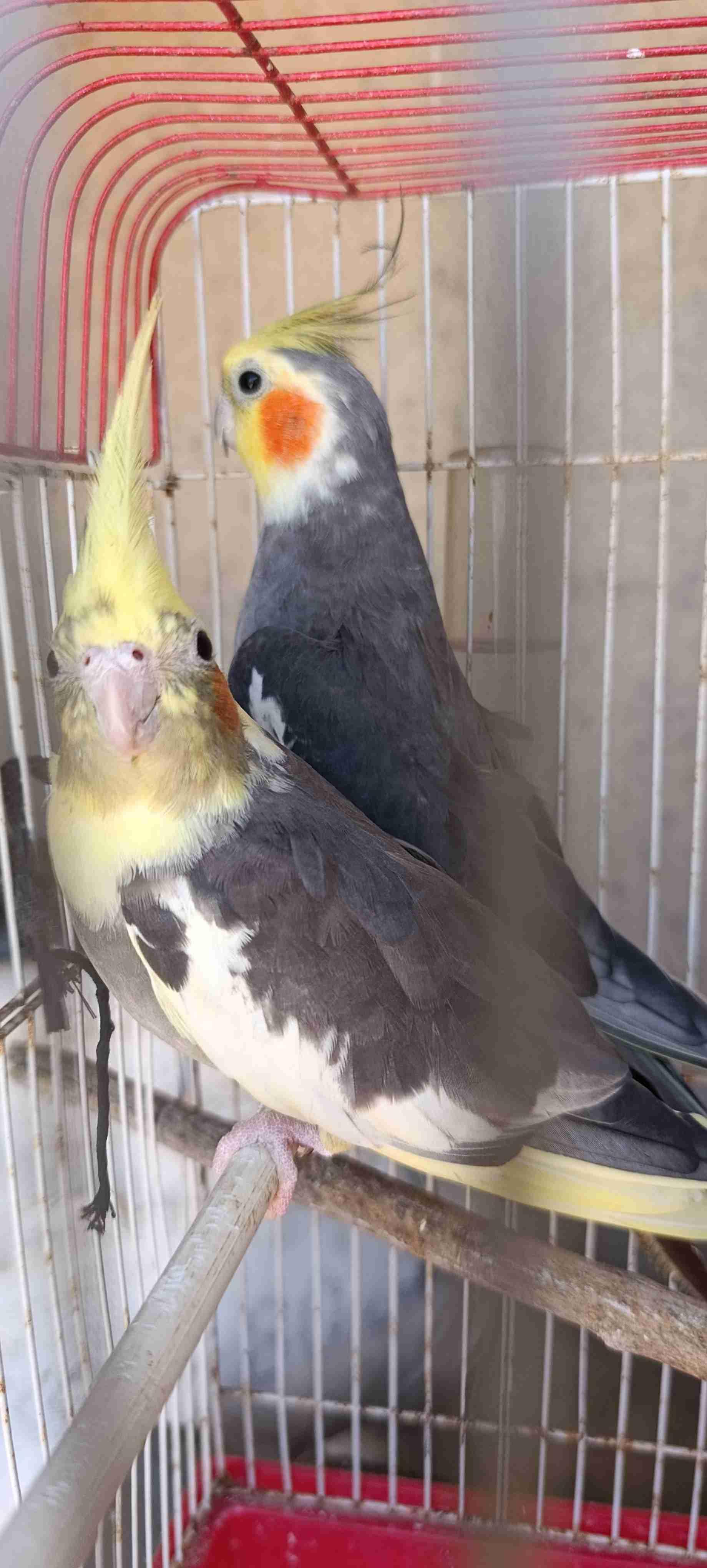 كوبلة كالوبسيت