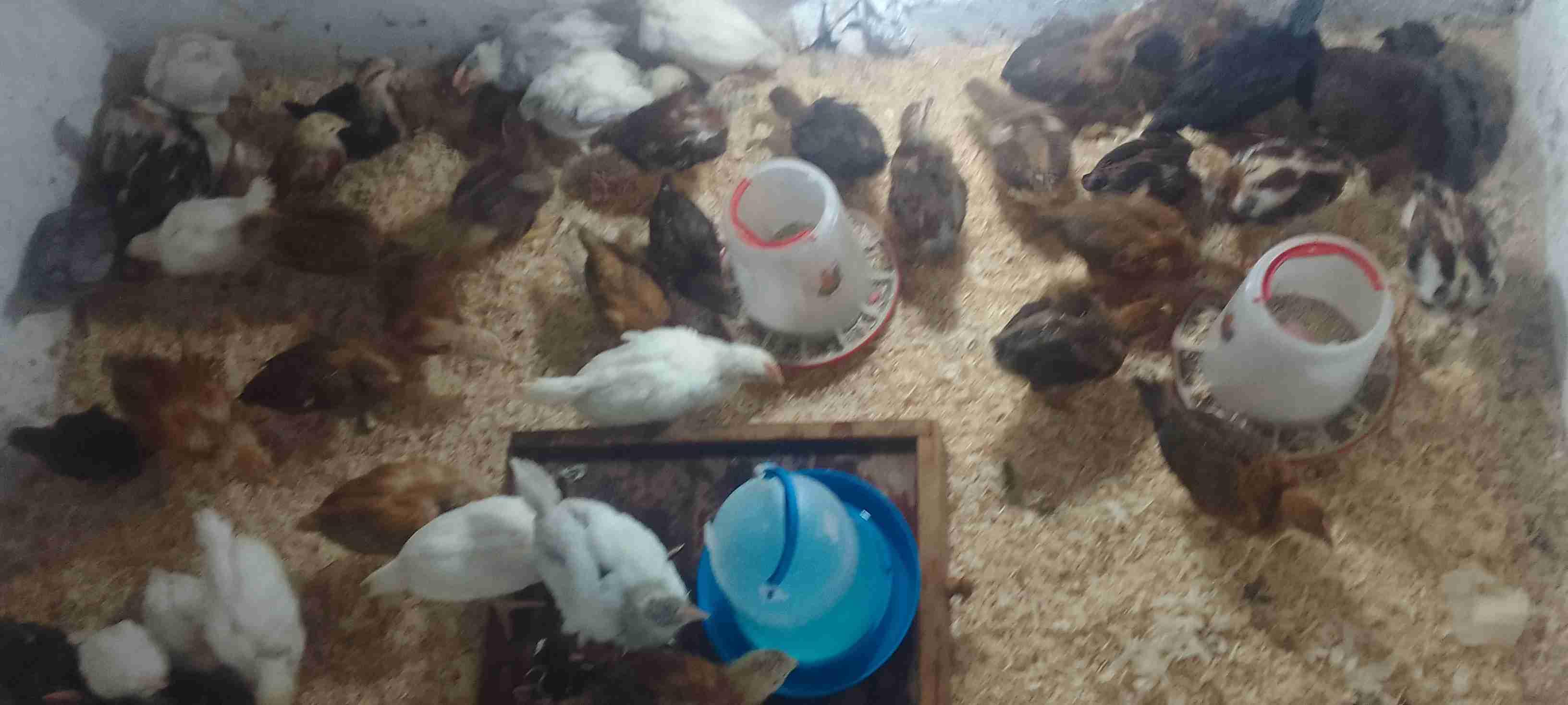 بيع كتاكيت لجورن في صحة جييدا عمر 60 يوم
