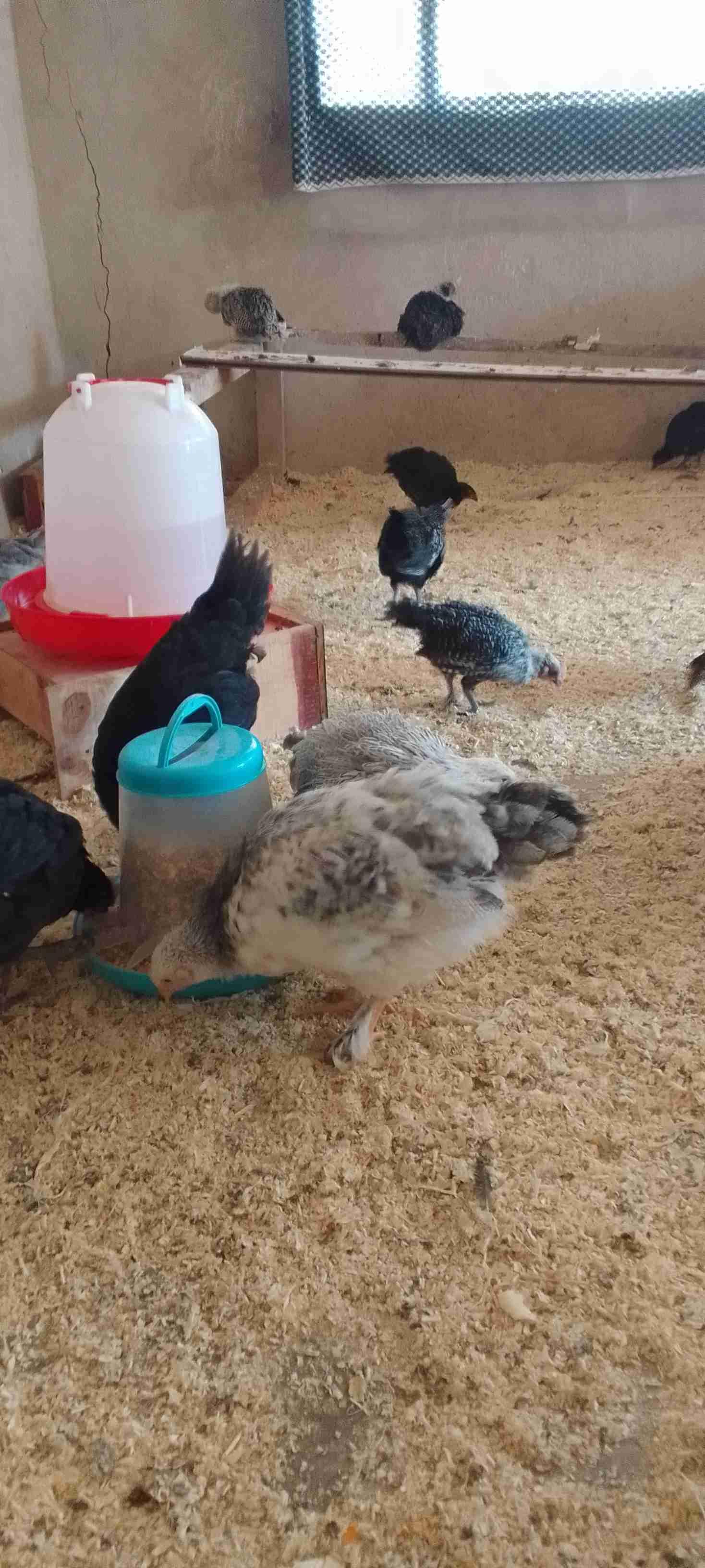 بيع دجاج فيومي بصحة جييدا