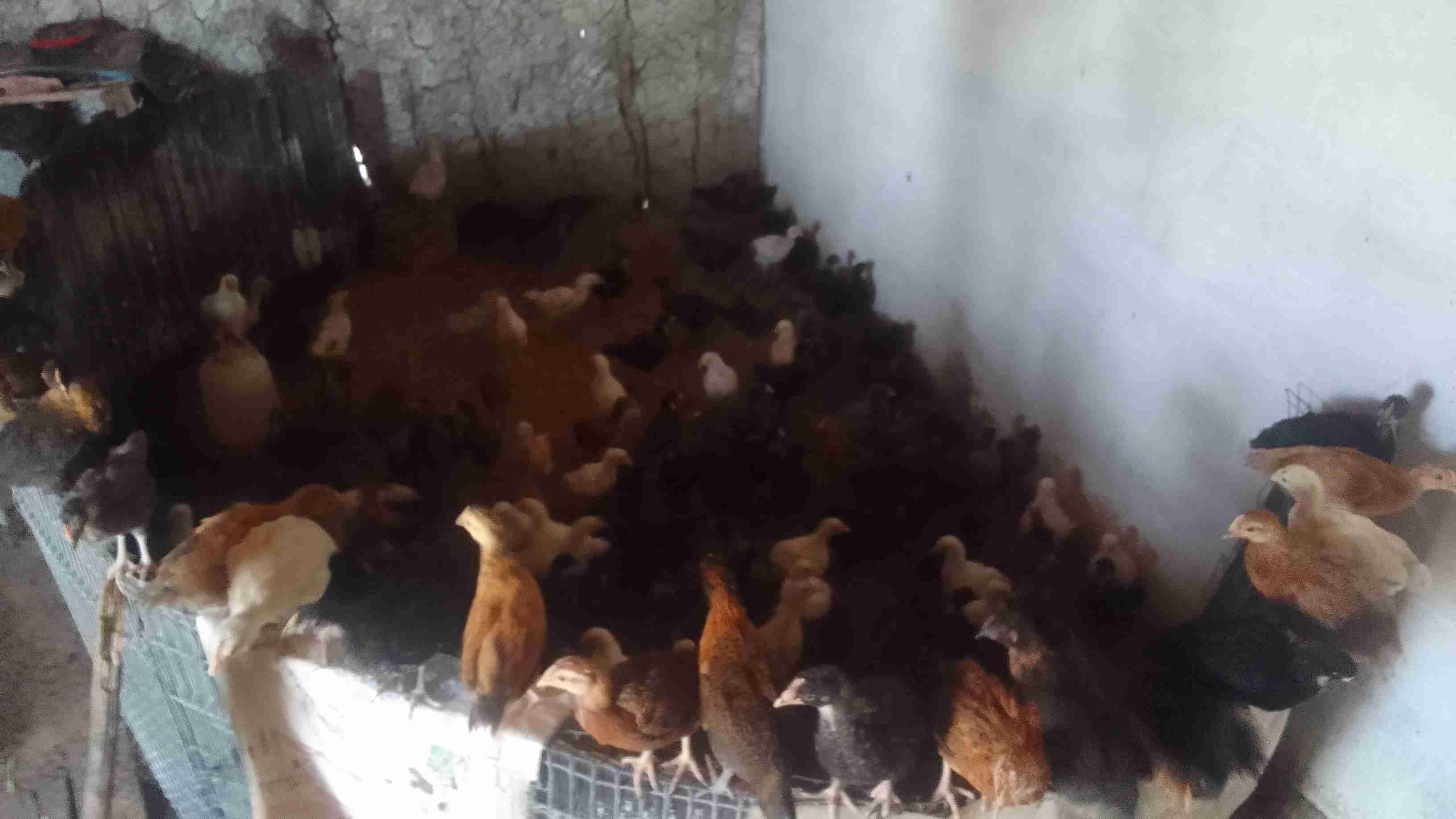 مشرع بالقصيري نواحي سوق الأربعاء