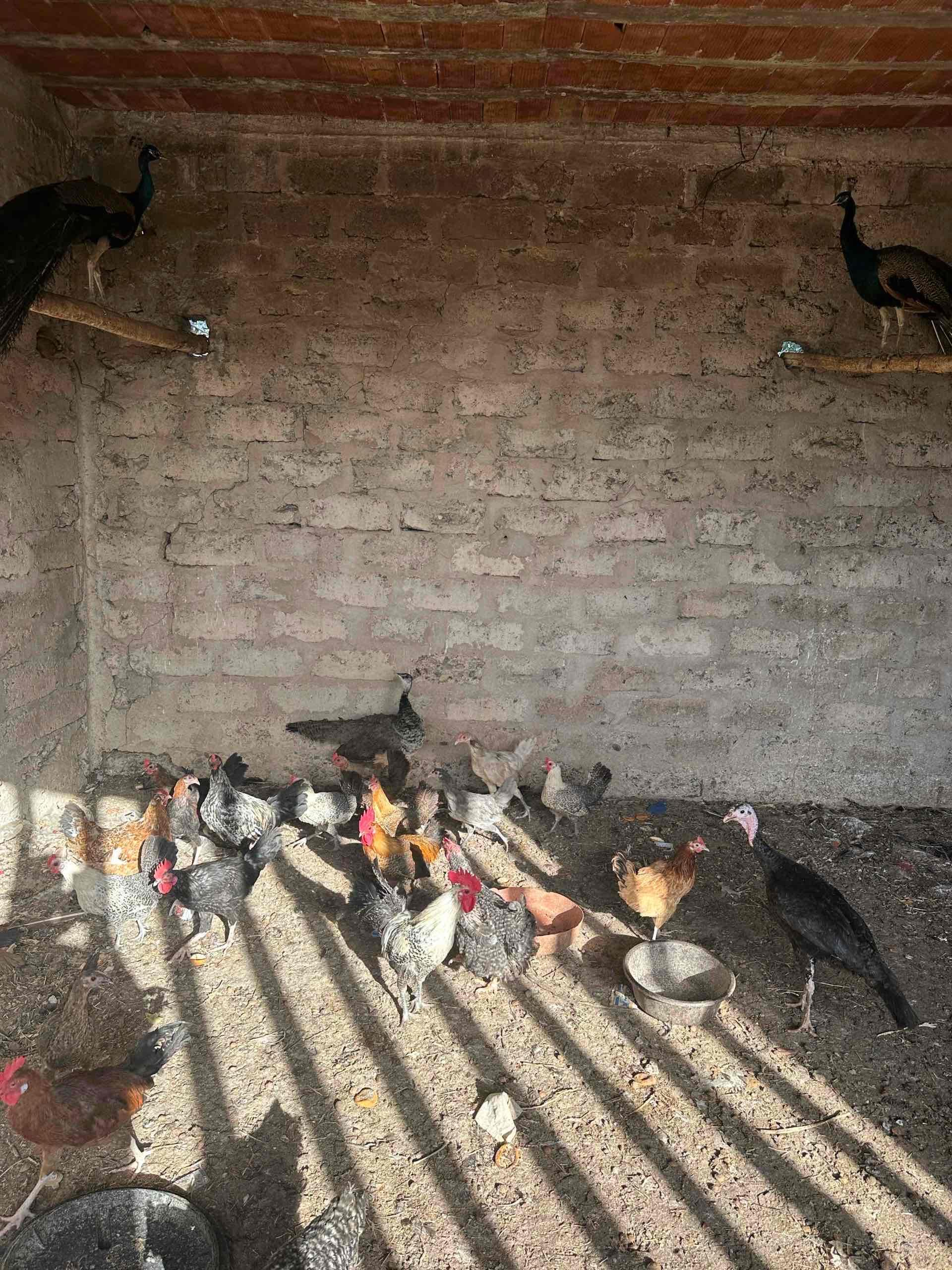 Dioka 9 et djajat 10