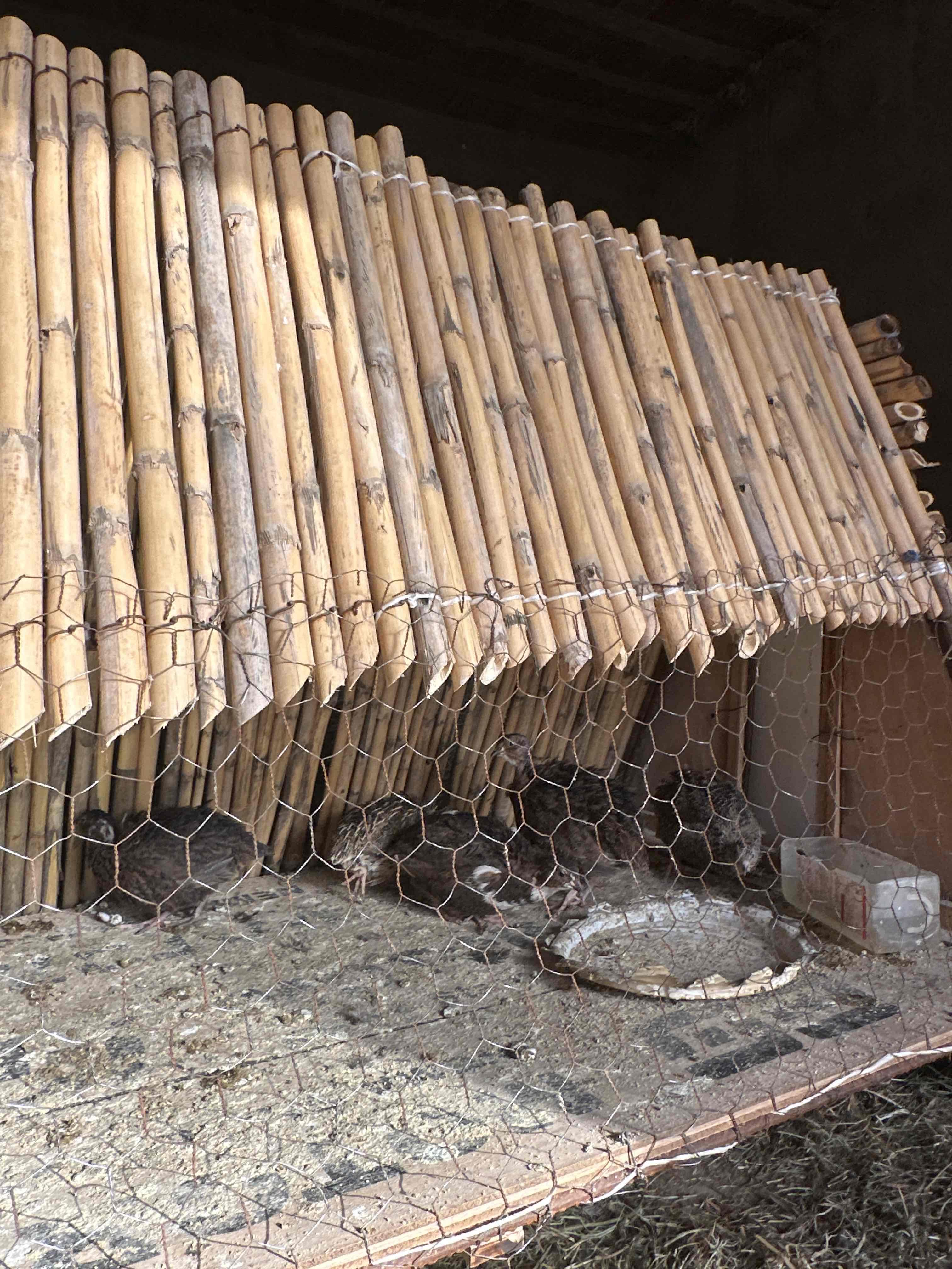 Saman 5 pièces