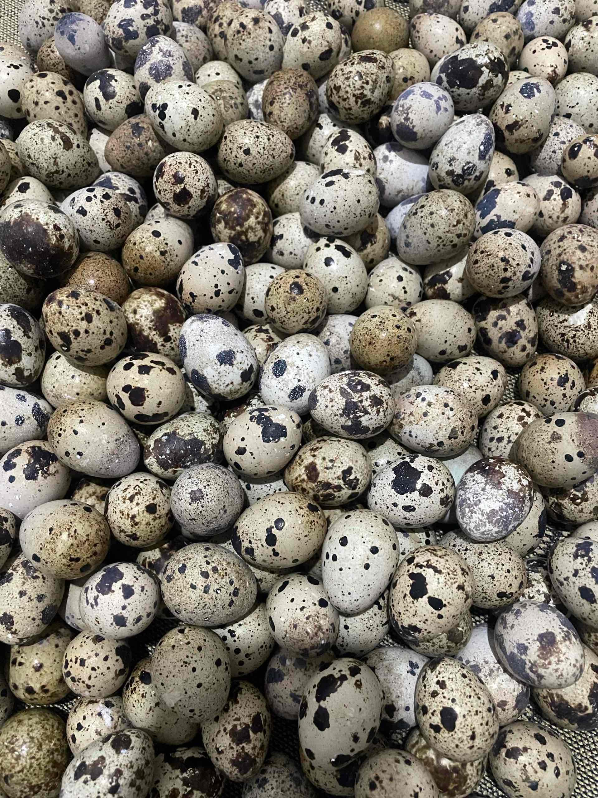 بيض سمان مخصب💯👌🐣