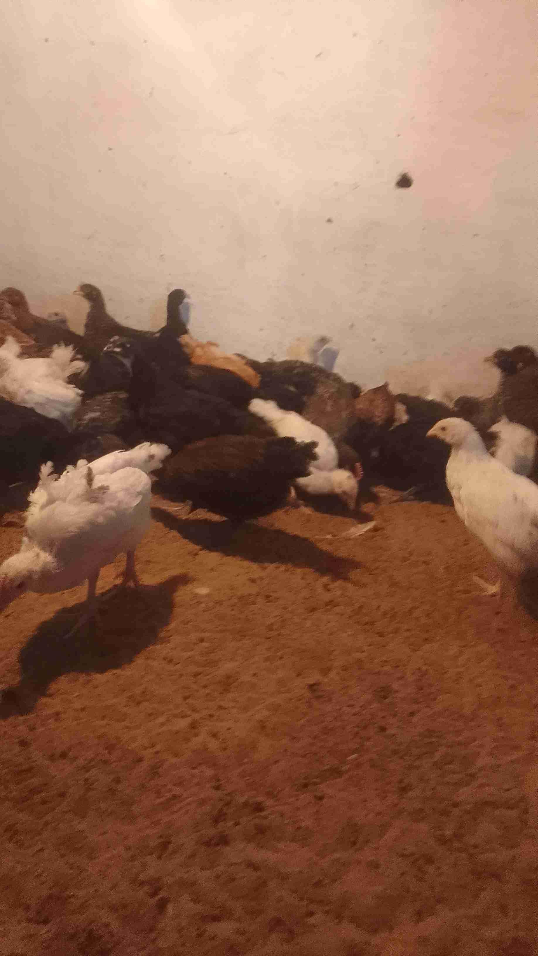 سوق الأربعاء الغرب