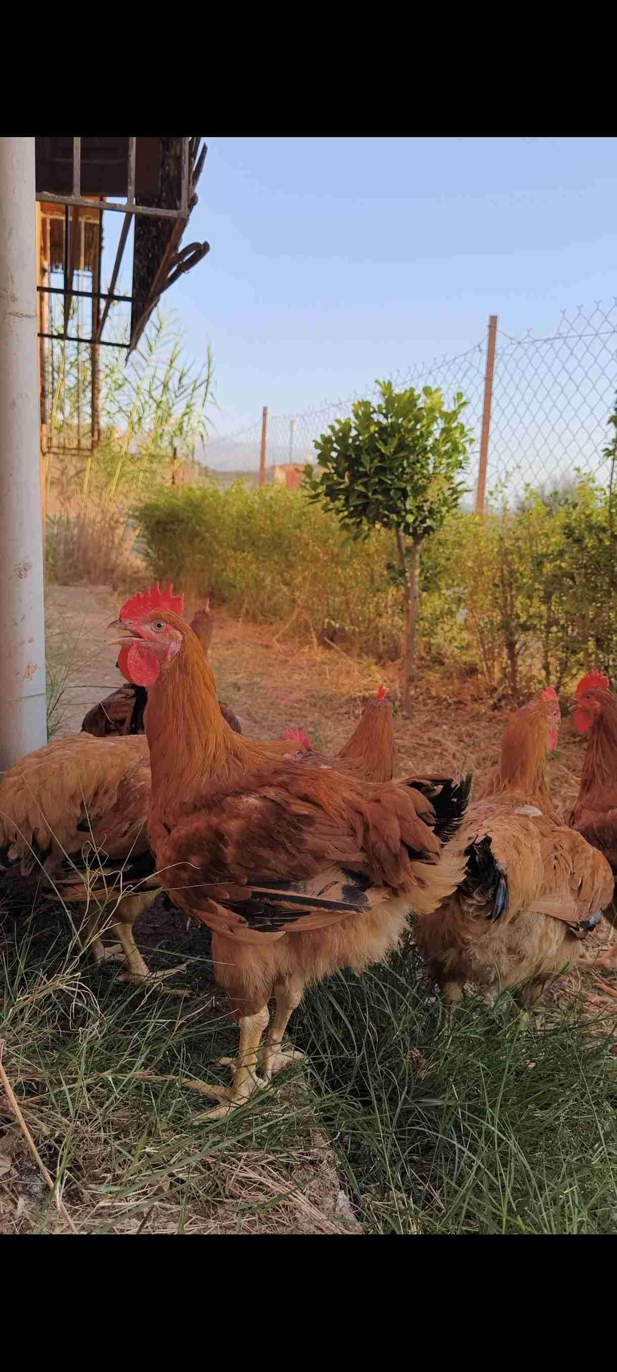 دجاج الساسو الفرنسي