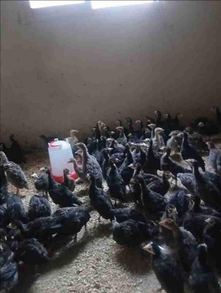 رقم الهاتف 0775021985