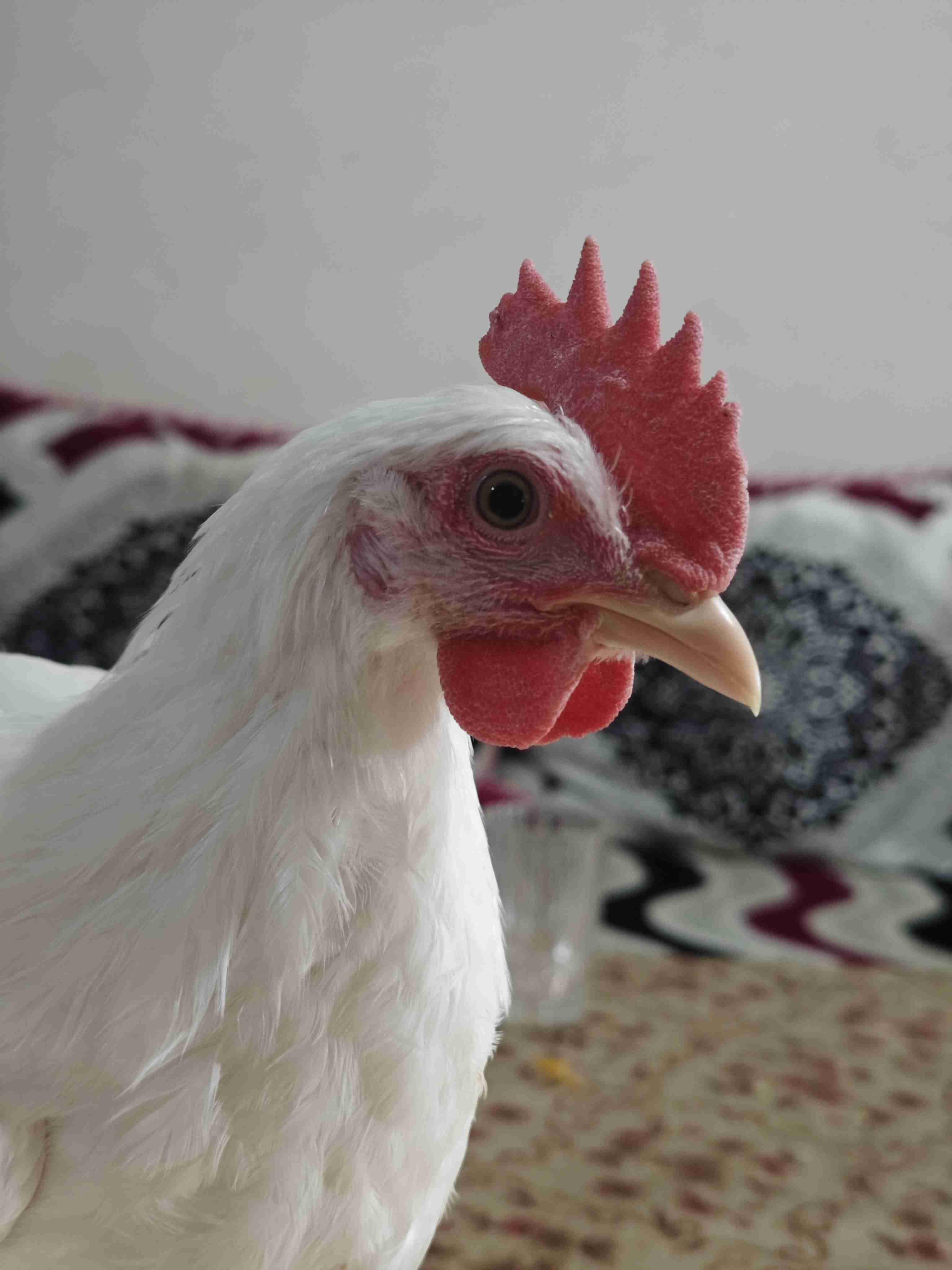 كوبل ليجورن أبيض شهرين و نصف