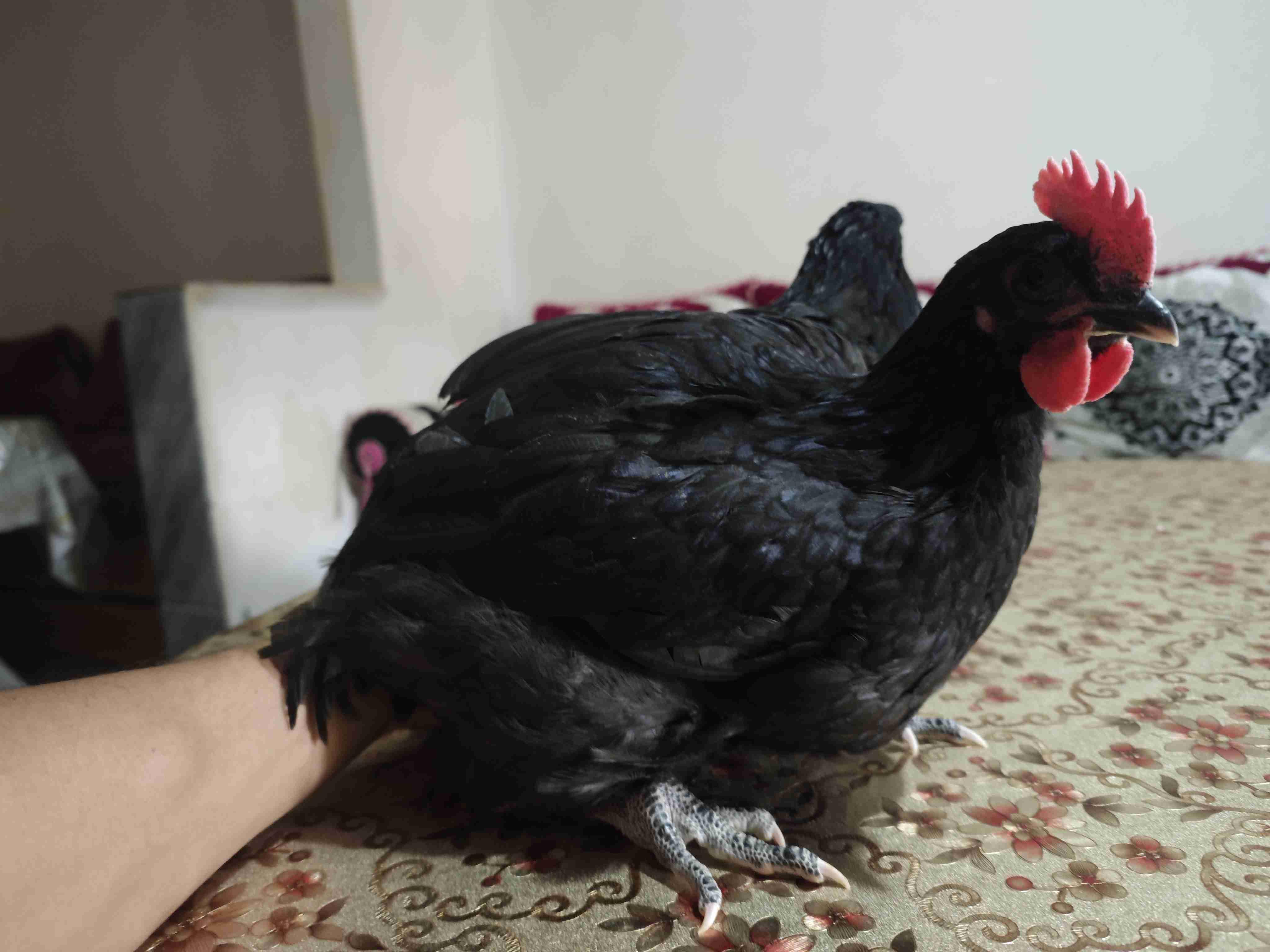كوبل أوسترالوب شهرين و نصف