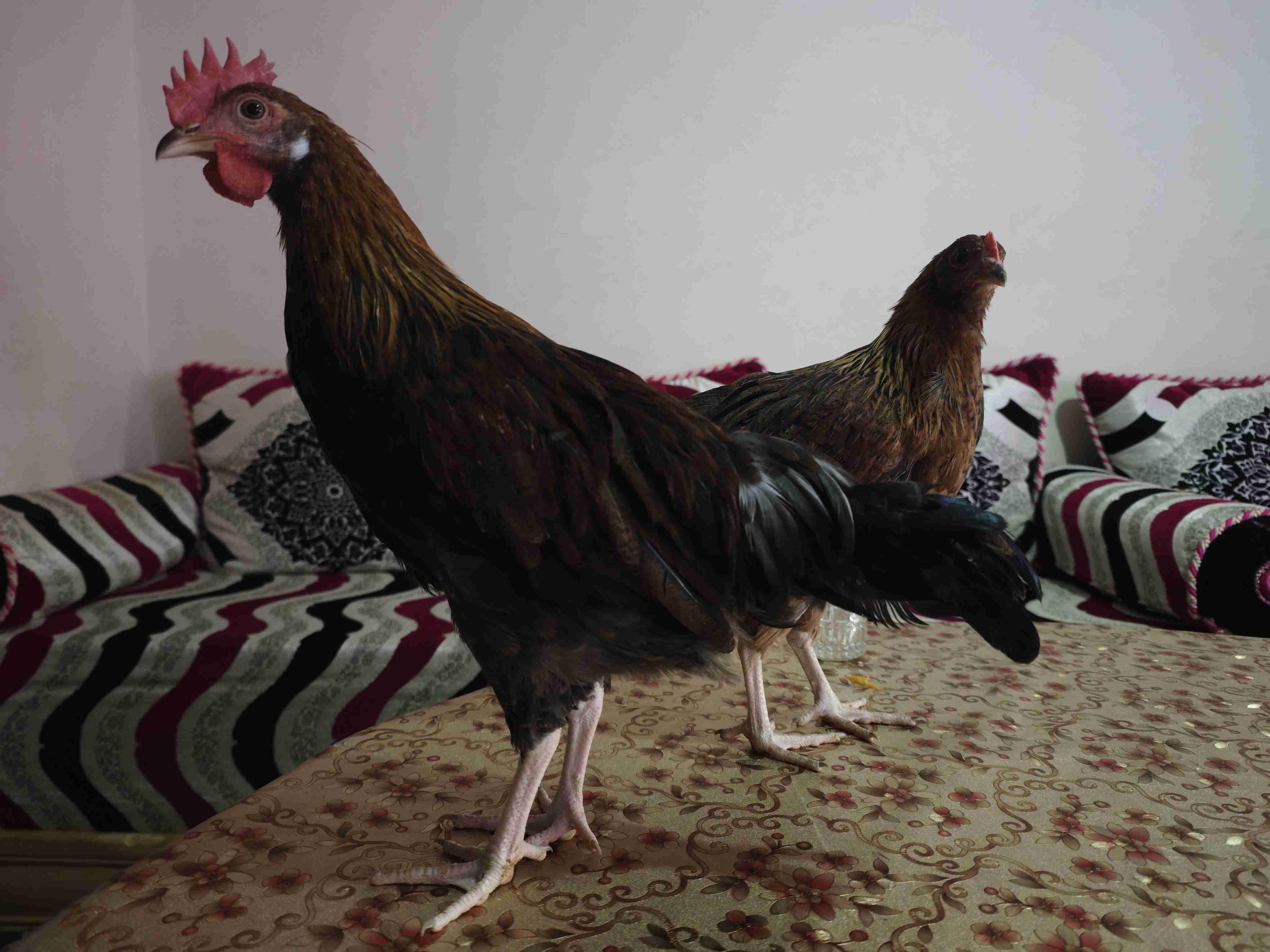 كوبل ليجورن ذهبي شهرين و نصف