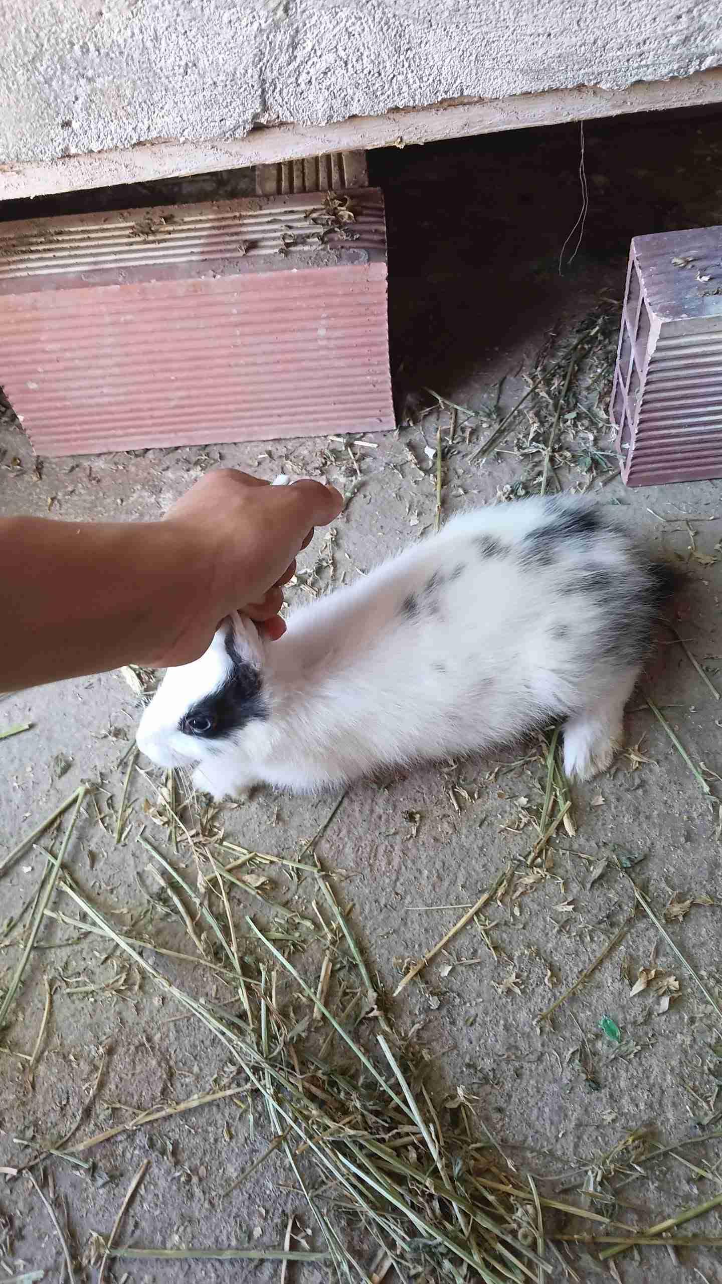 أرنب  عمر 55 يوم