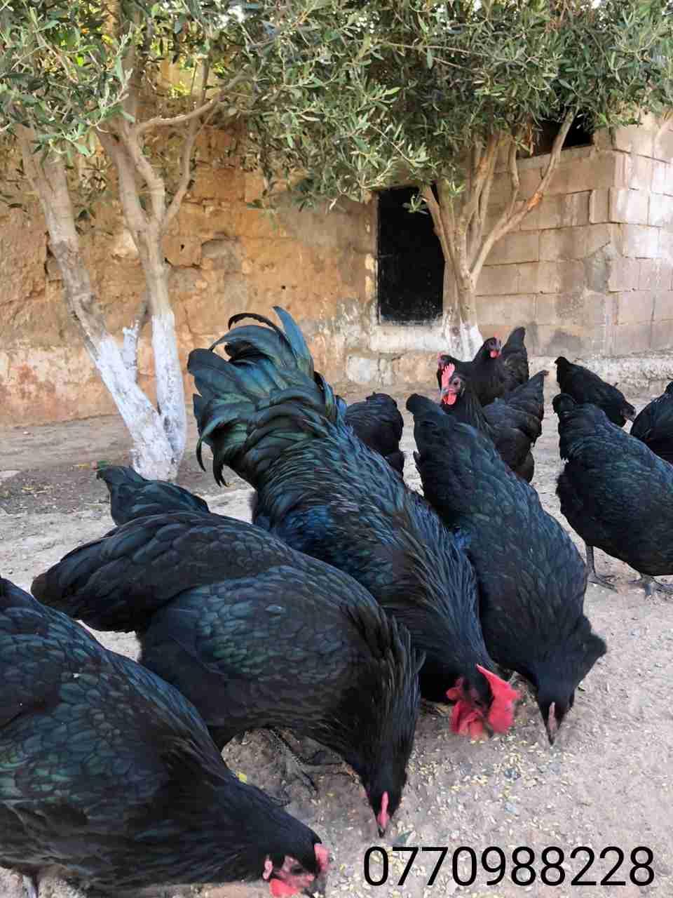 بيض مخصب
