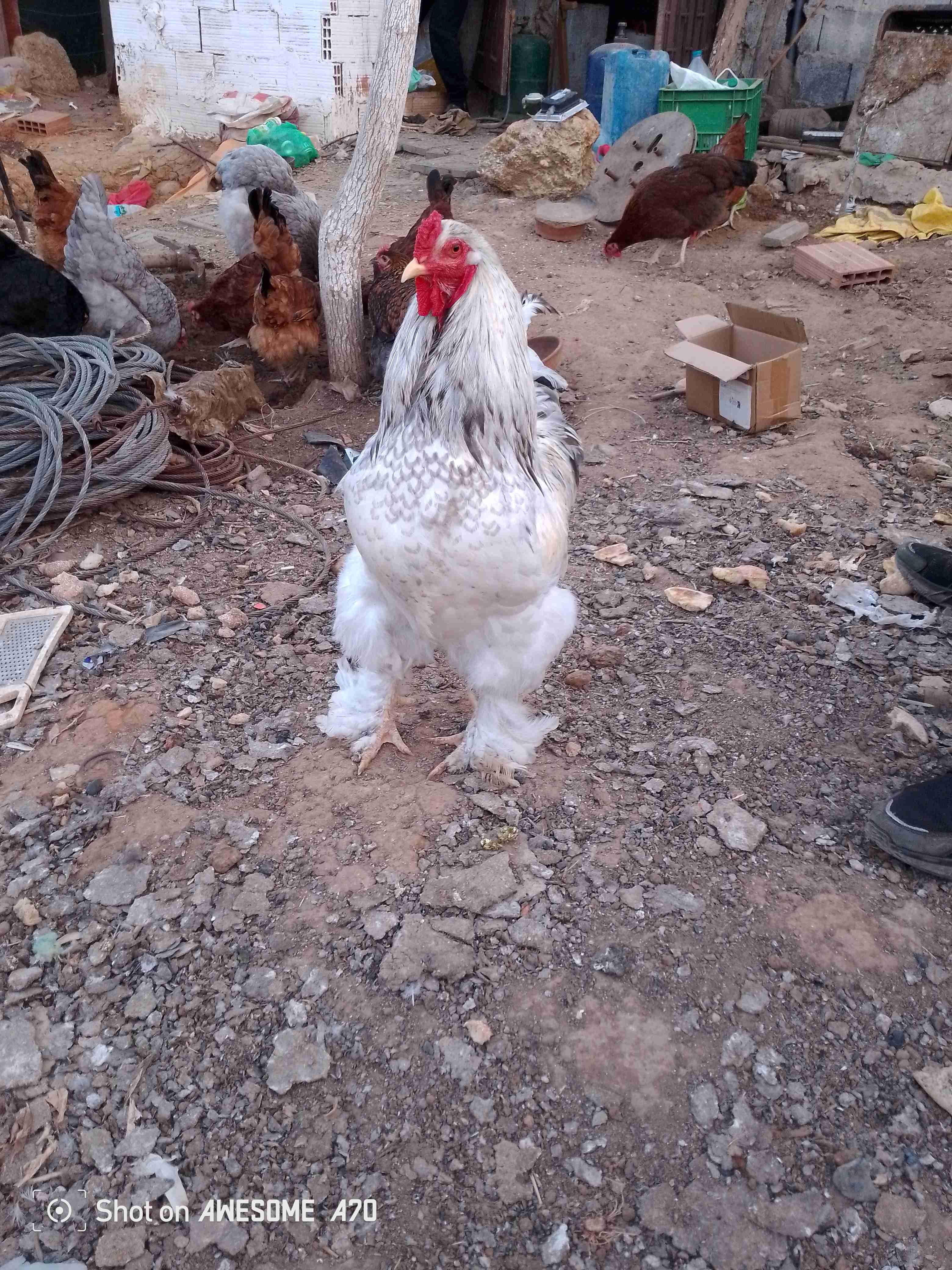 فروج براهما موصفات جيدة