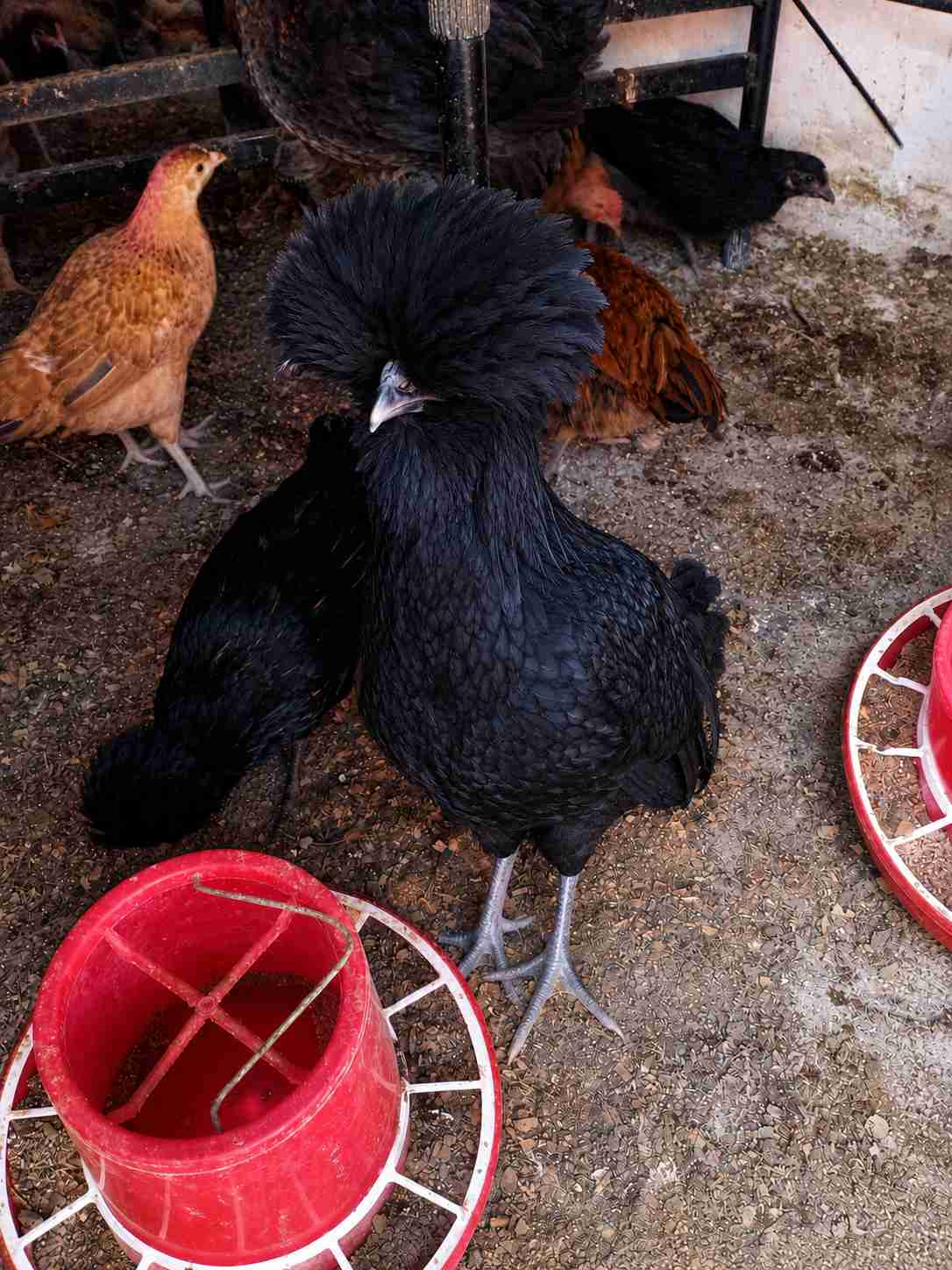 🐔 للبيع دجاج بولندي 🐔دجاج بولندي بصحة جيدة ونشيط، ريش جميل ومميز. مناسب للتربية والزينة.✅ صحة جيدة✅ شكل مميز✅