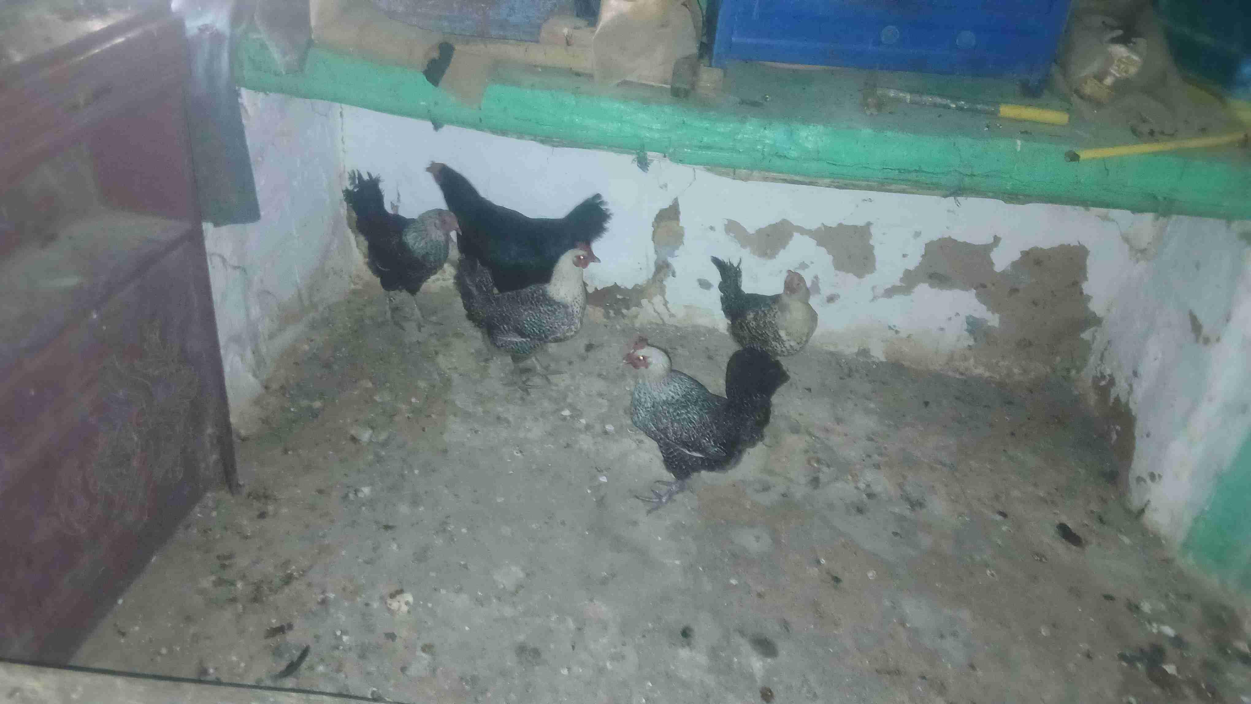 4 دجاجاة فيومي ودجاجة استرالوب