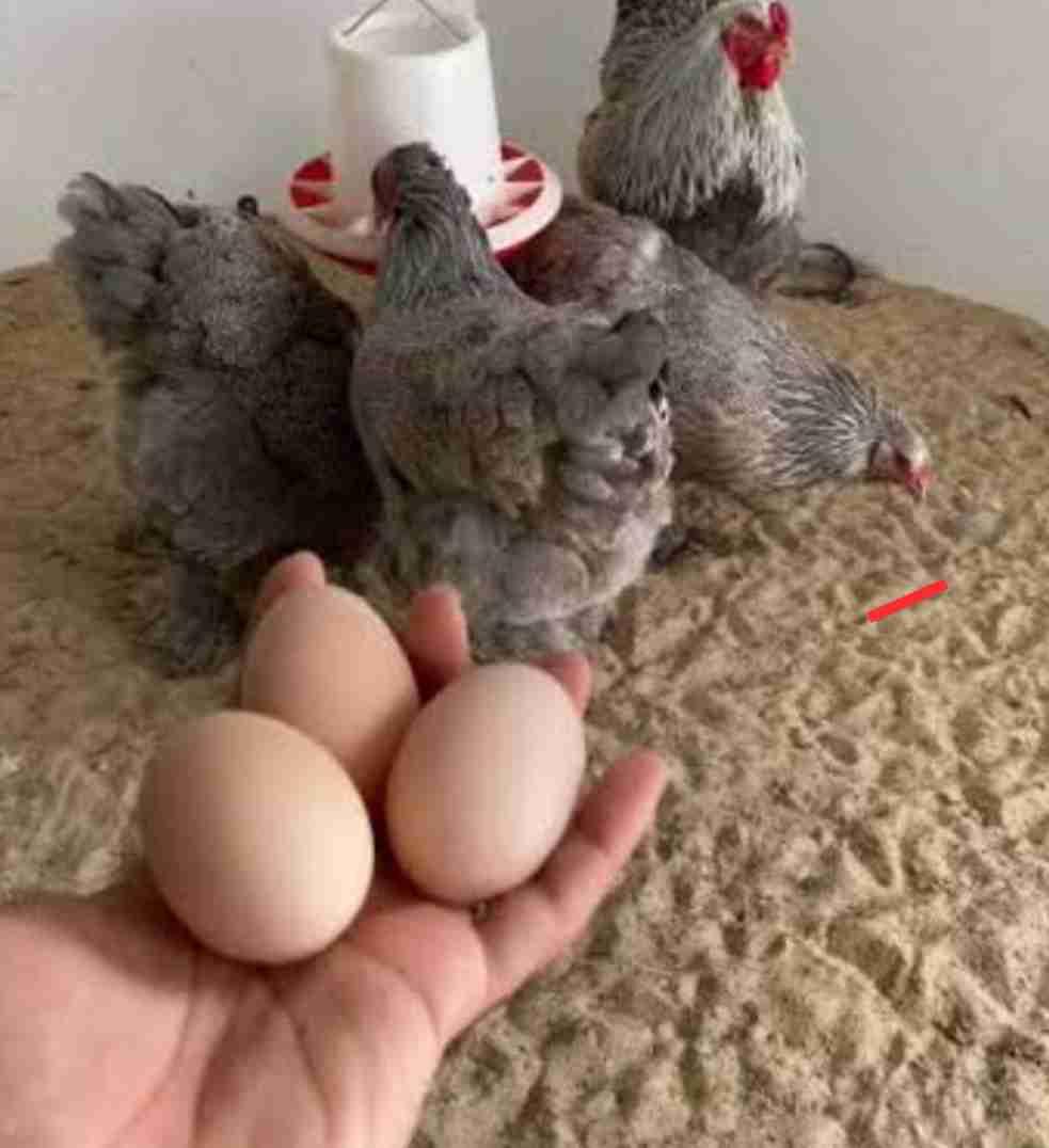 بيض دجاج البرامة