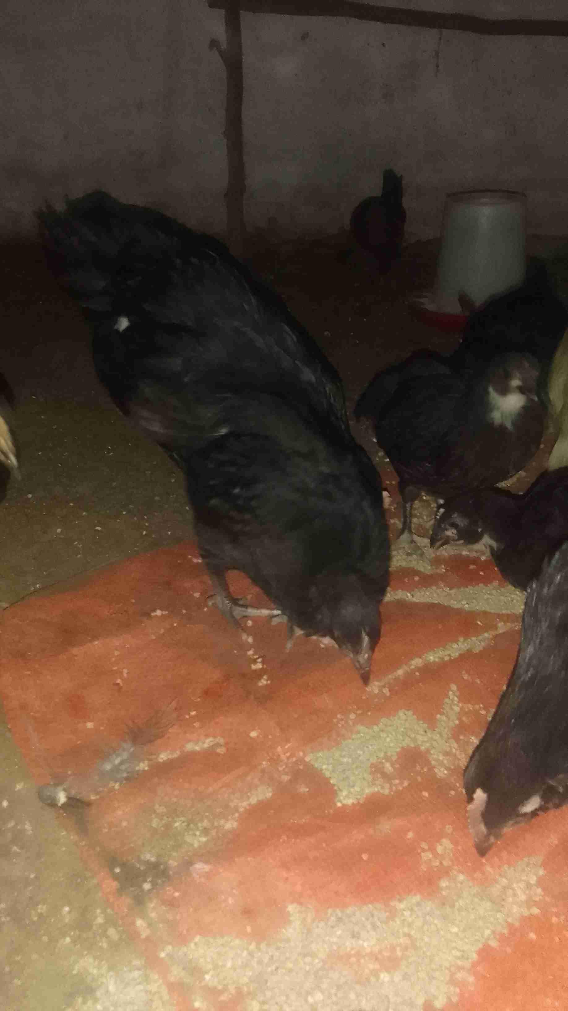 مشرع بالقصيري نواحي سوق الأربعاء