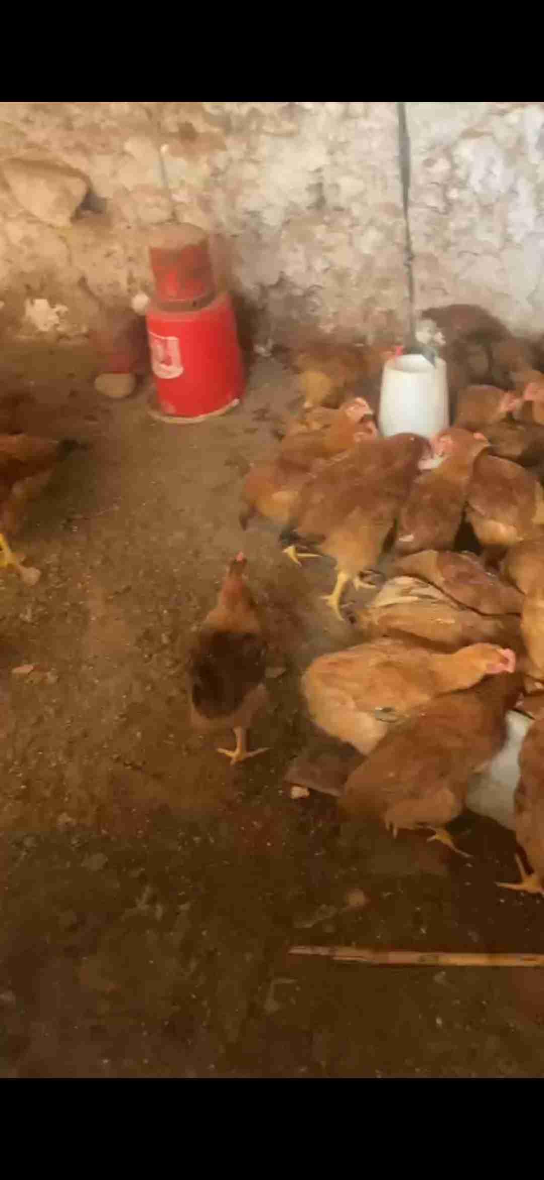 مراكش شويطر