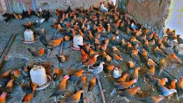 السلام عليكم ورحمه الله تعالى وبركاته متوفر فلوس في يومي  وذهبي العمر 70 يوم العدد300كنتواجد فاس وكاندير ارسال جميع المدن اللي بغا شي حاجه يتواصل معي عبر الوتساب