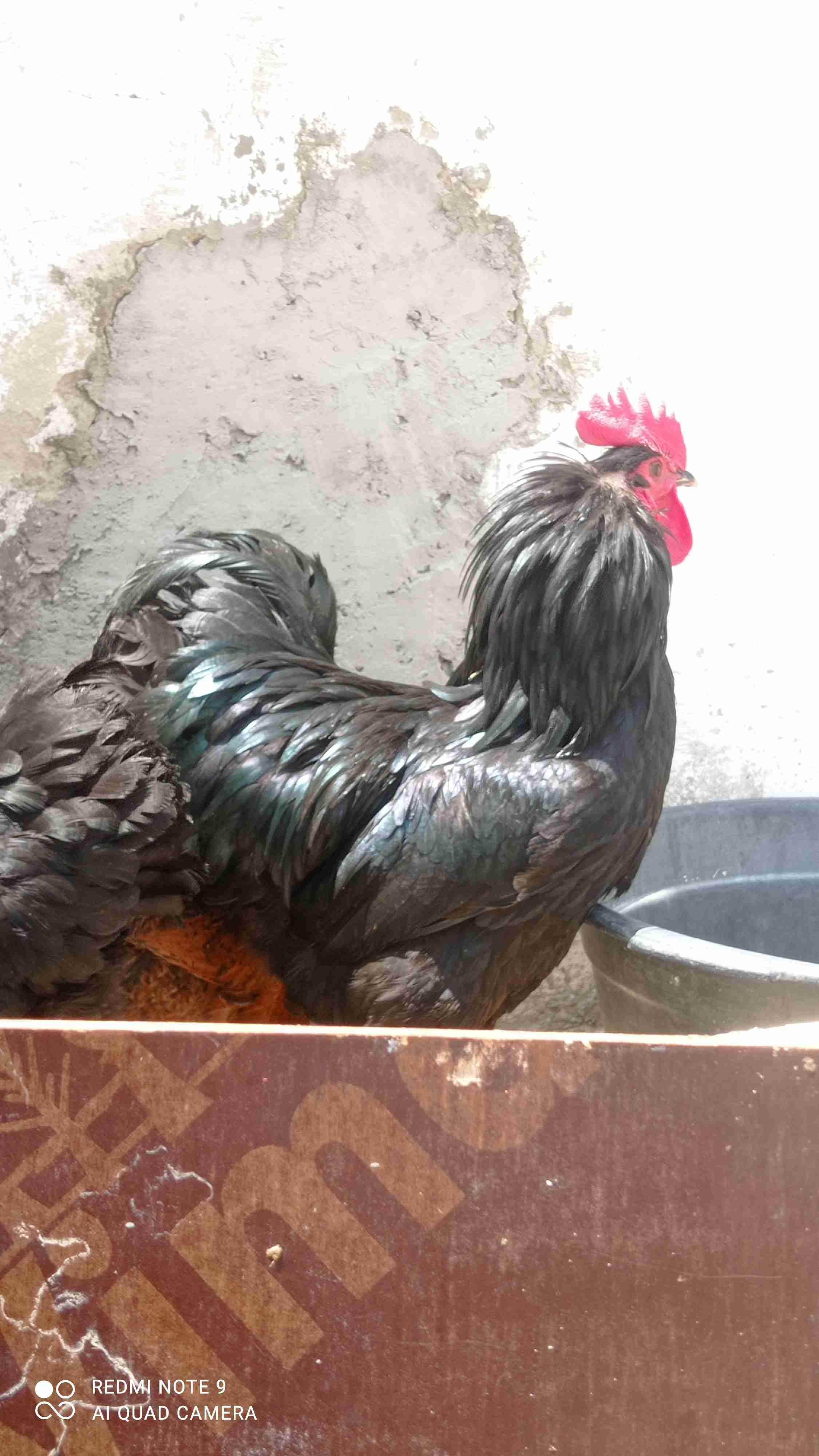بيض مخصب