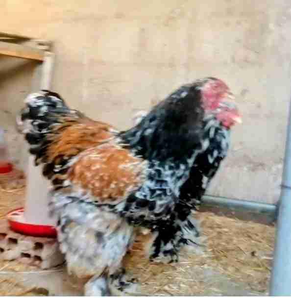 جوج ذكور براهما بورسلان و كيوتي