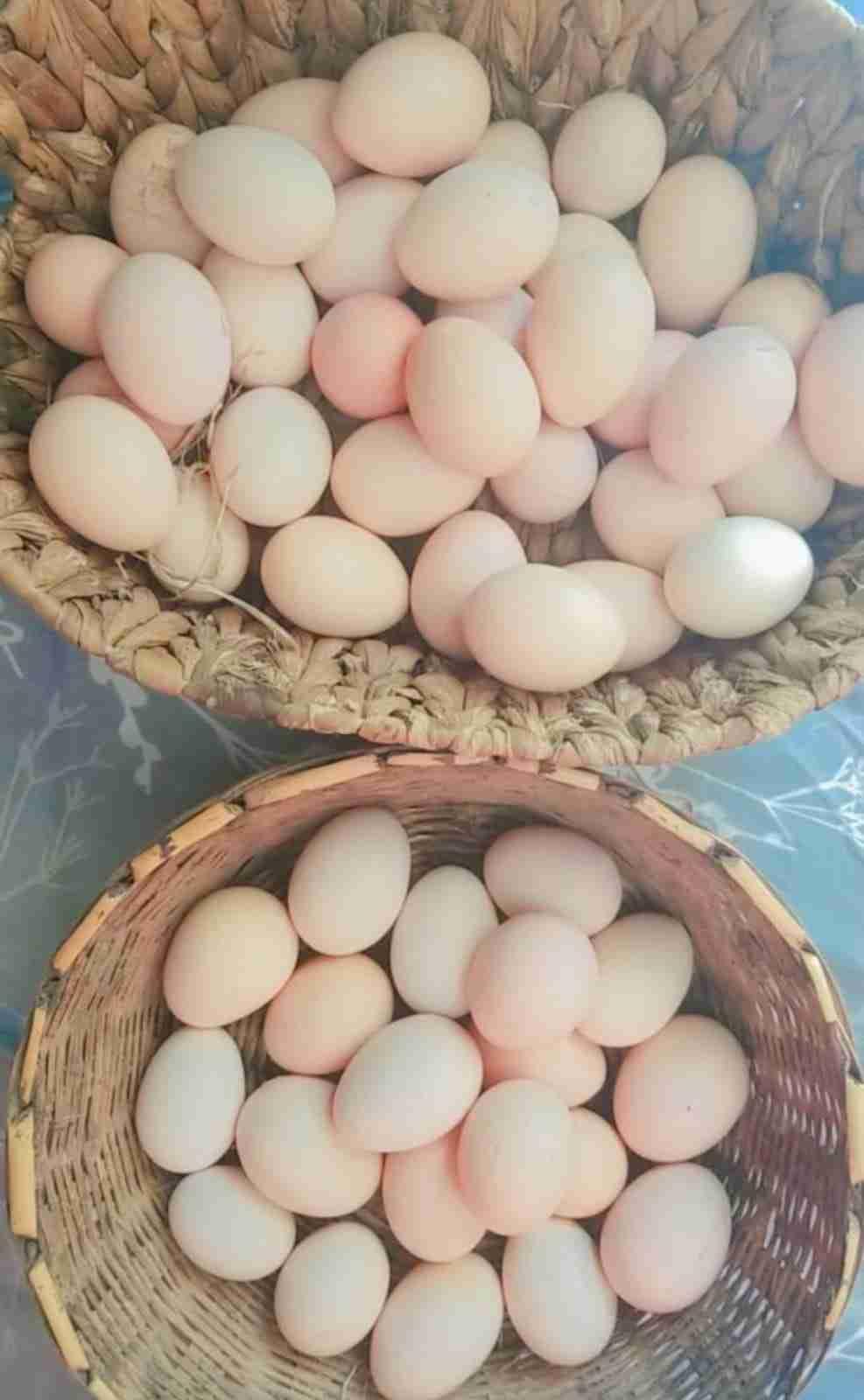بيض براهم سلالا حارة