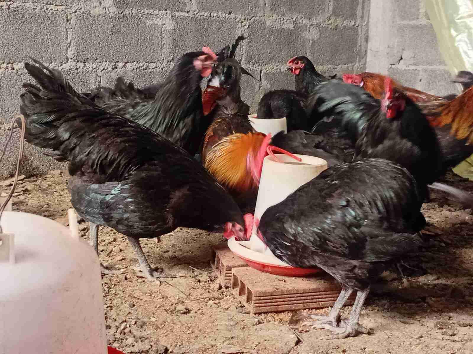قطيع الاسترالوب حر