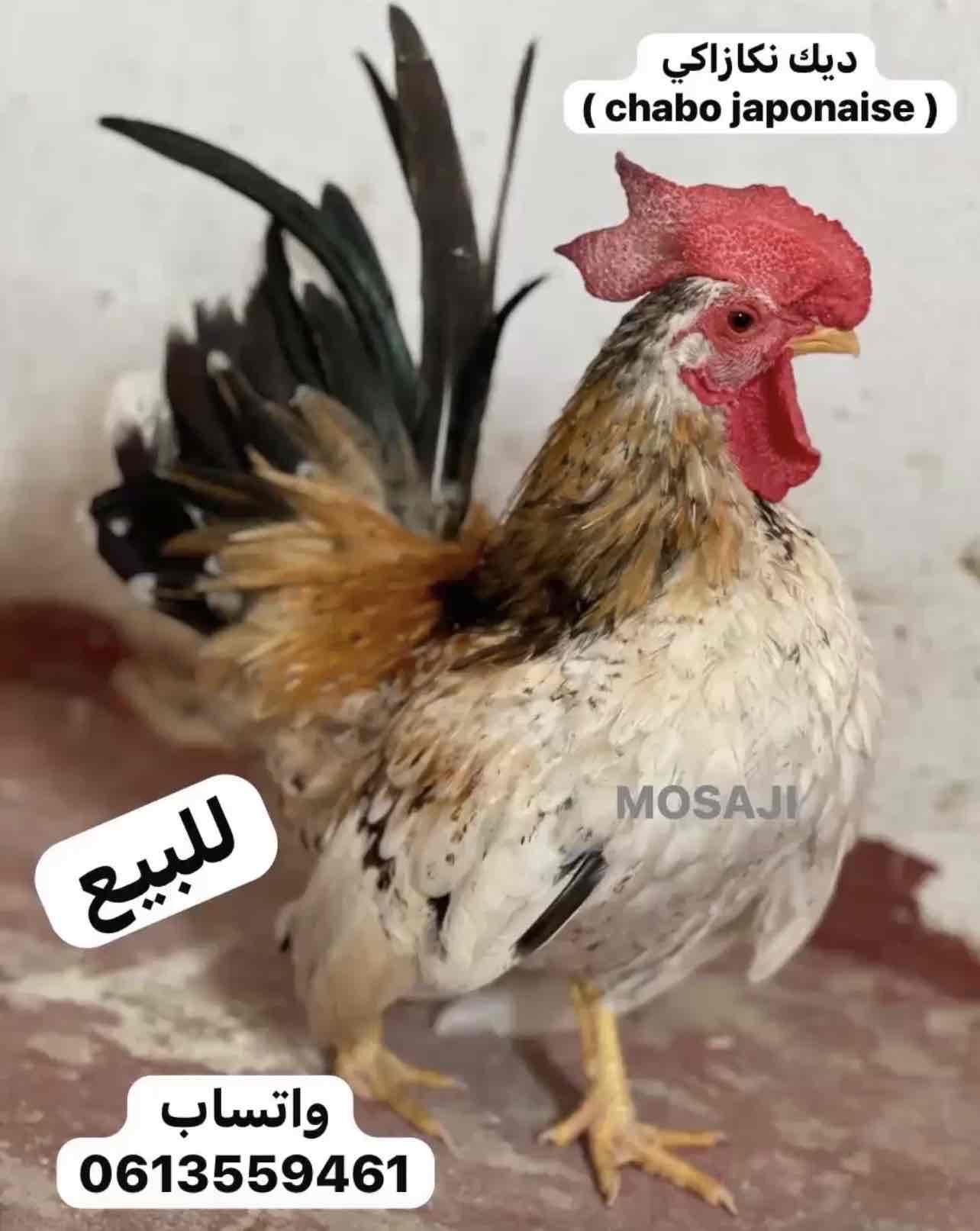 ديك نكازاكي