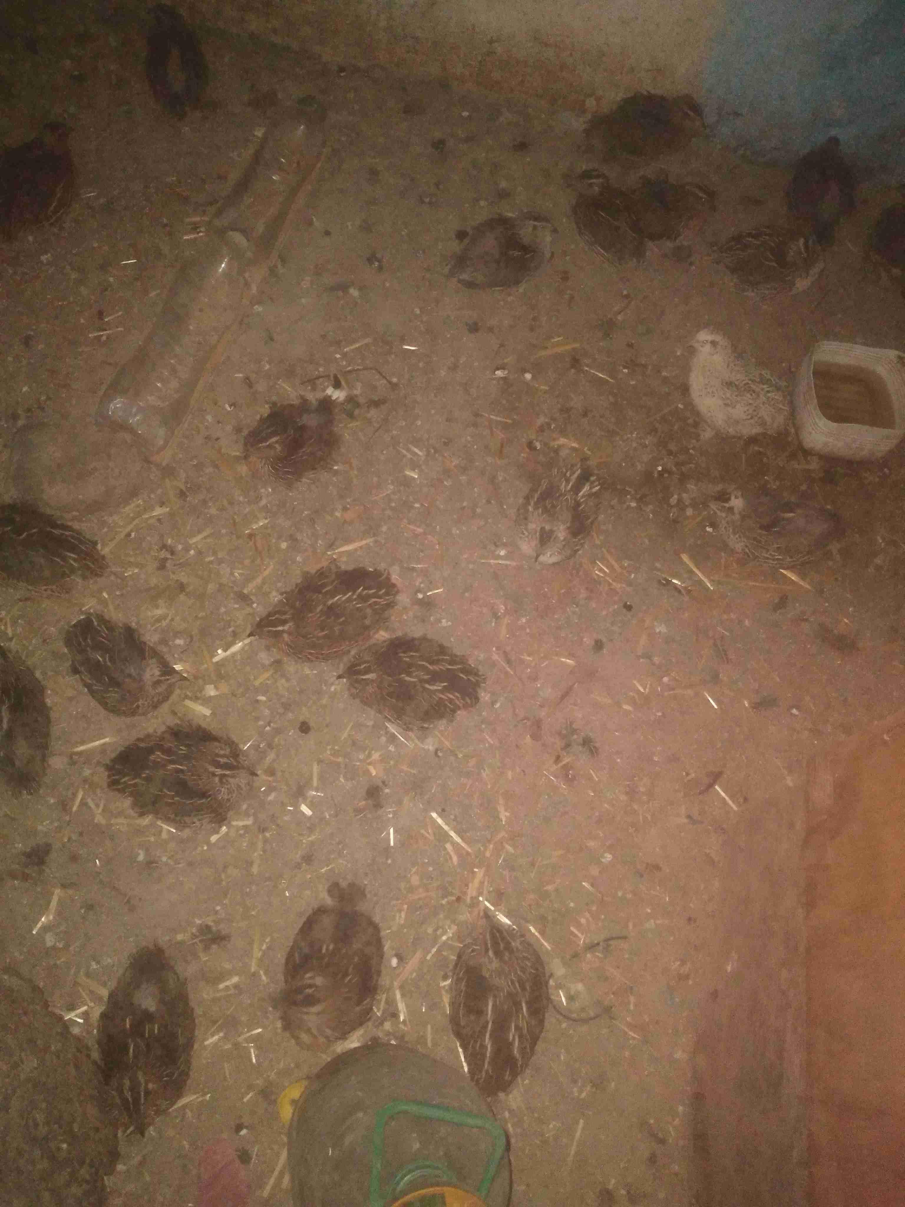 دار لبيضاء
