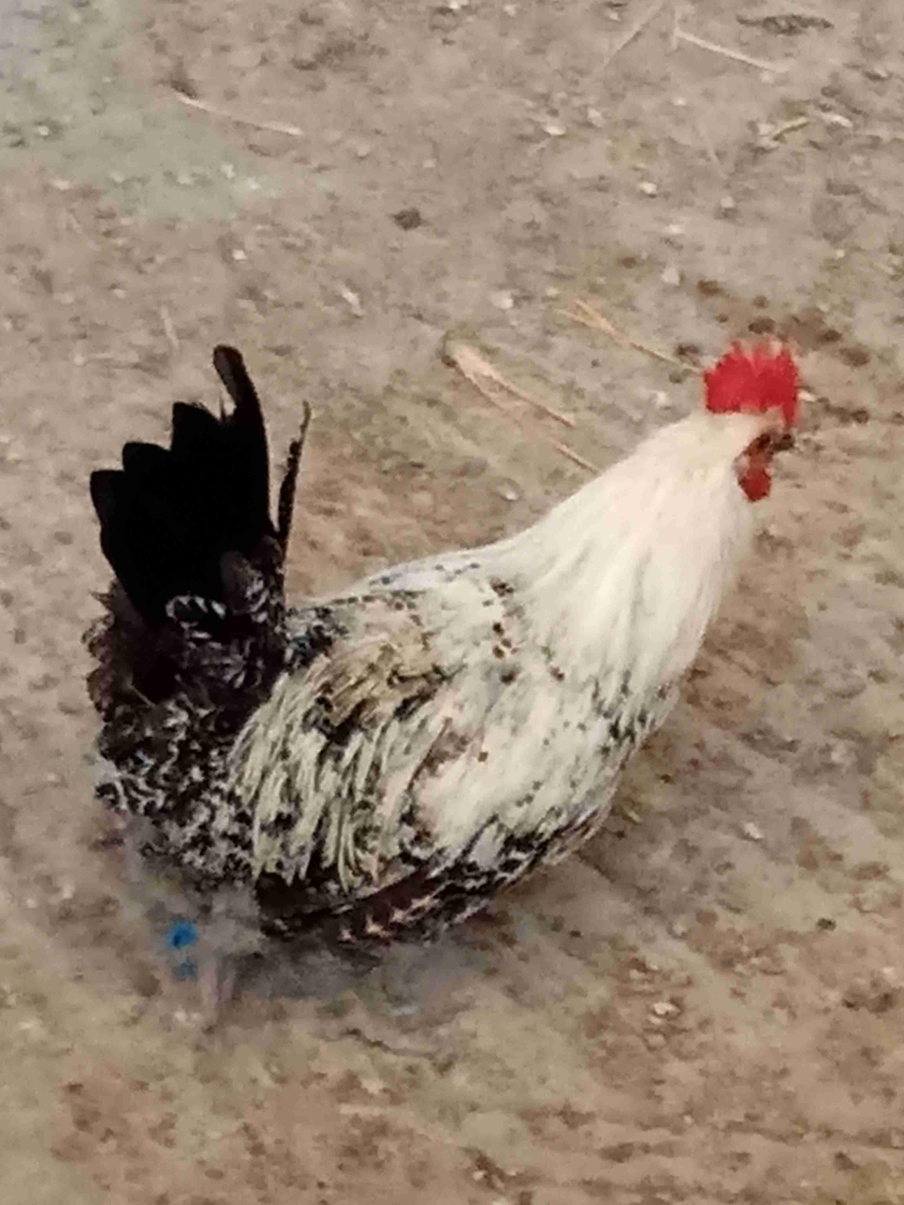 طريق شيشاوة ، العين البيضة