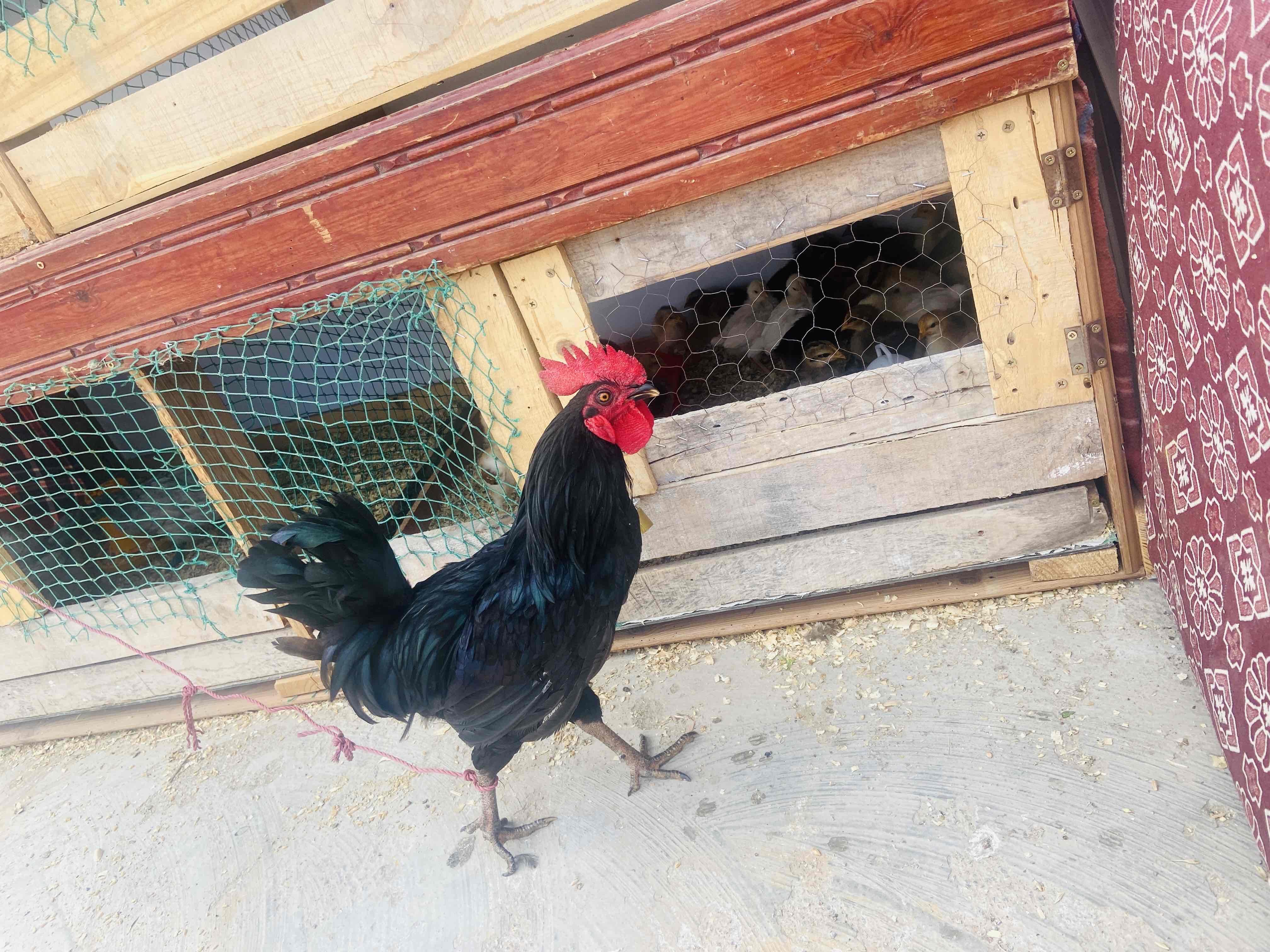 فروج أوسترالوب (Australorp) أصيل للبيع"