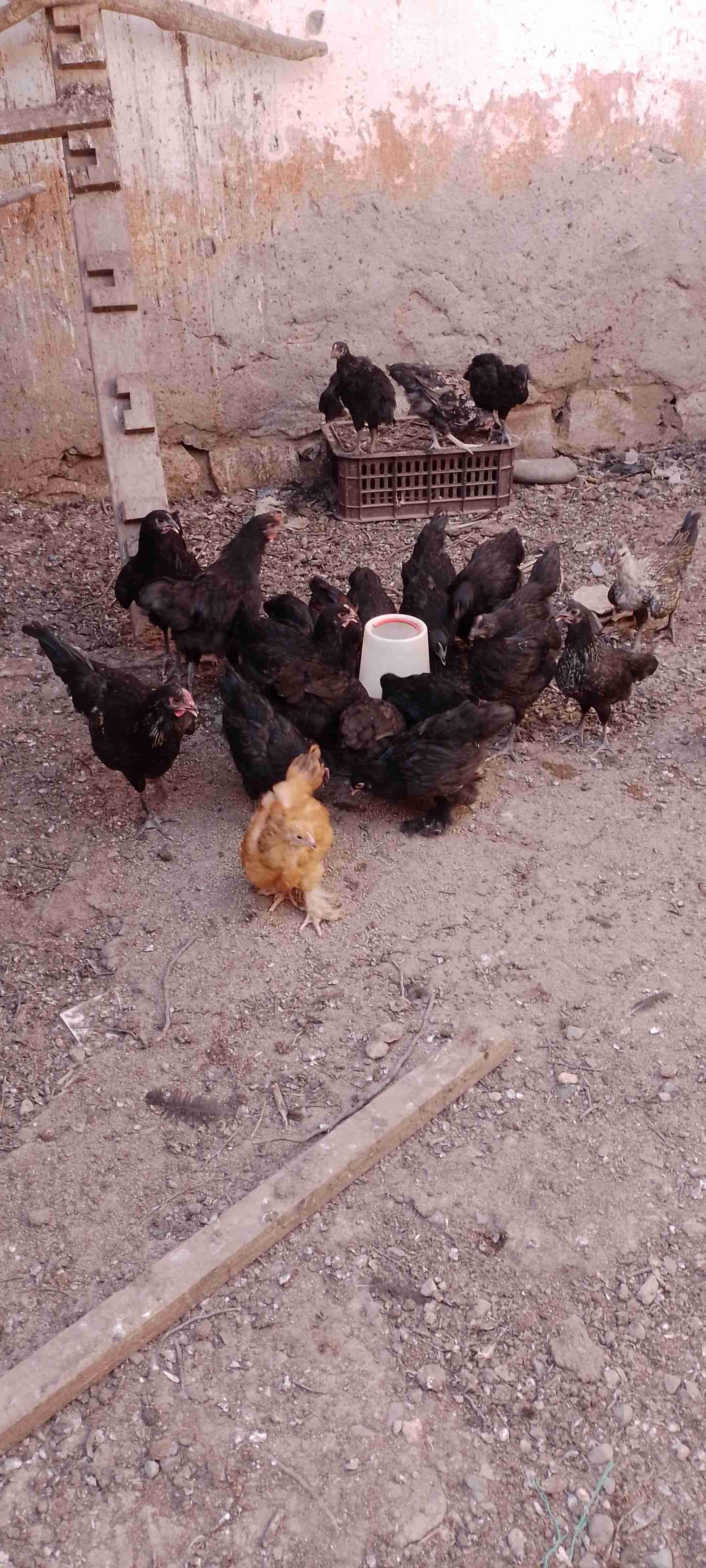 حي زيتون مراكش