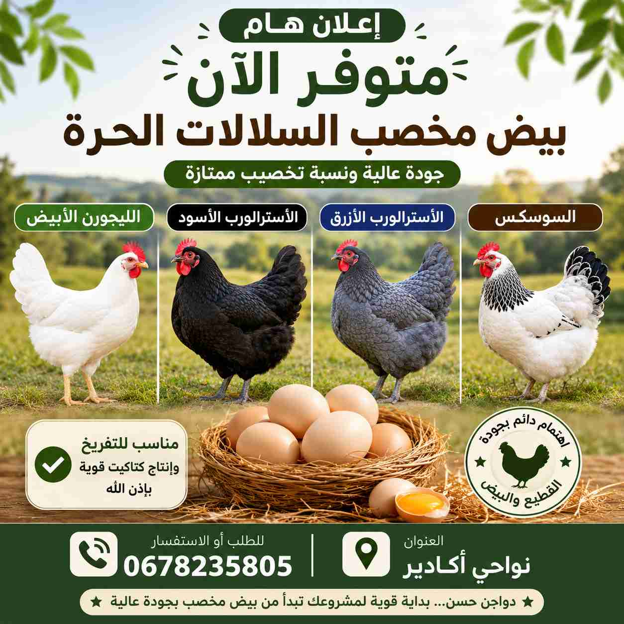 🚨 متوفر الآن بيض مخصب السلالات الحرة بجودة عالية! 🐔🥚