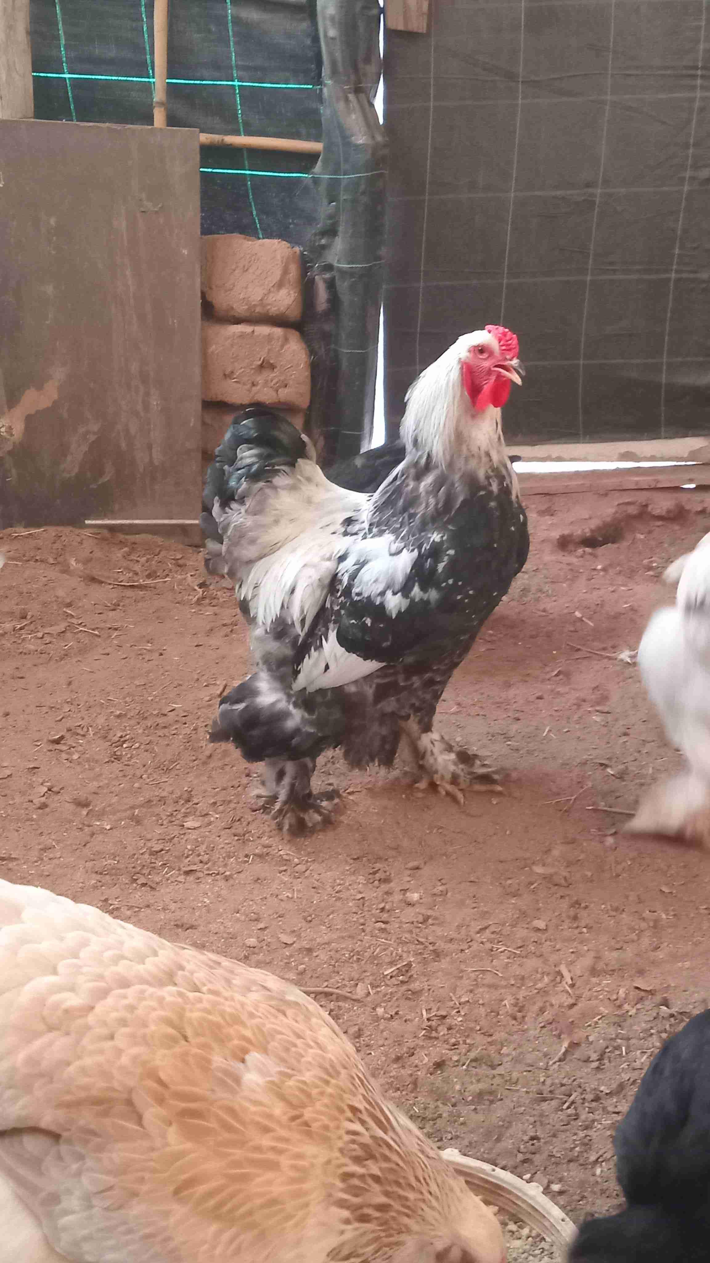 مدينة مراكش