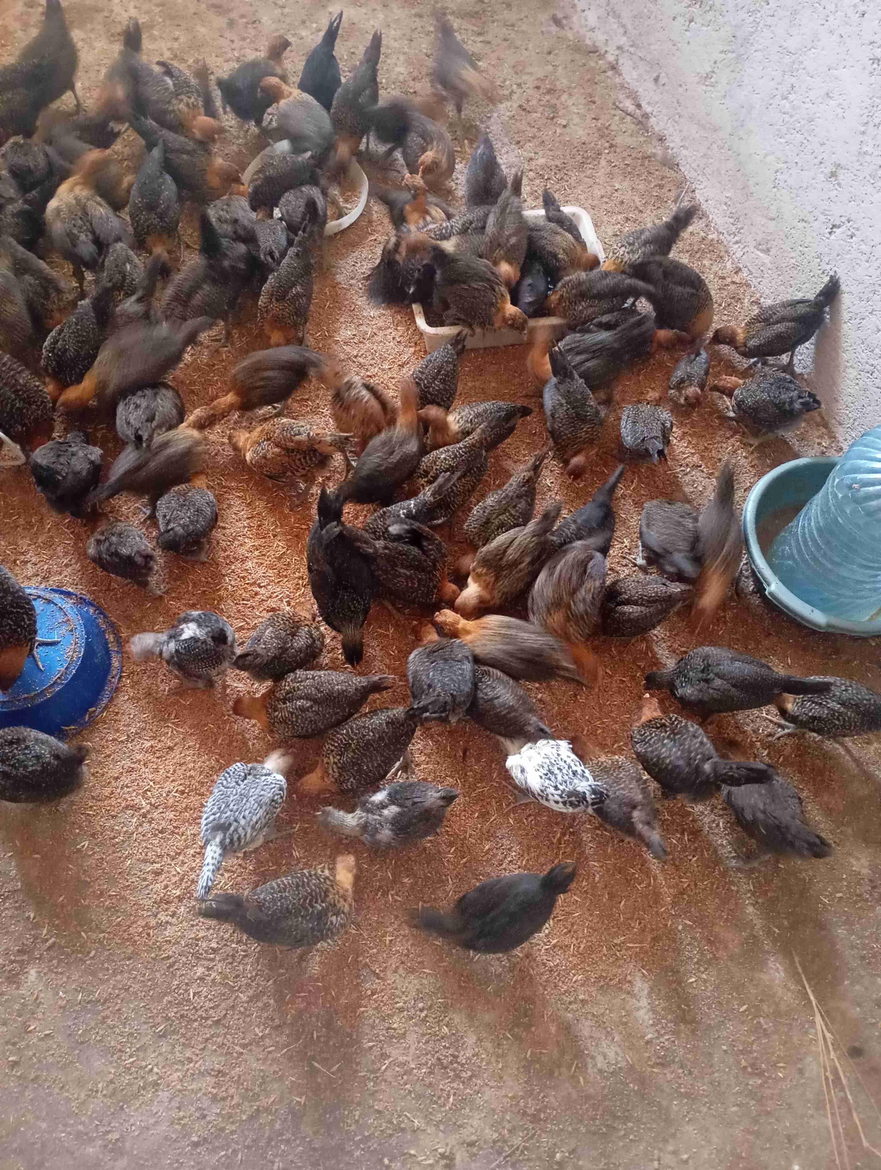 كتاكيت الفيومي شهر