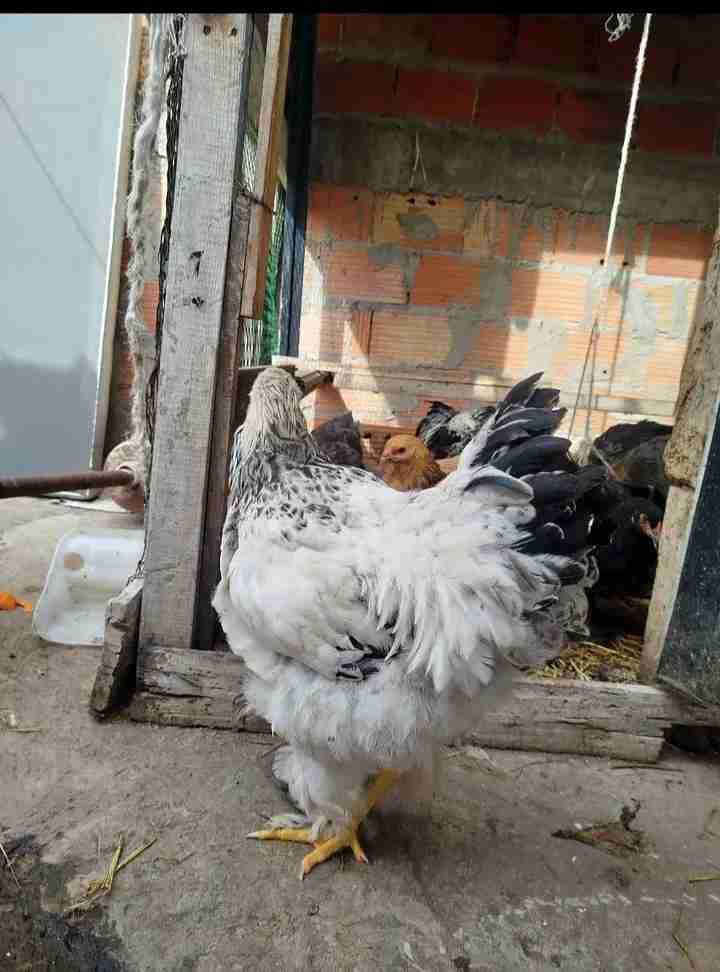 دجاج براهما