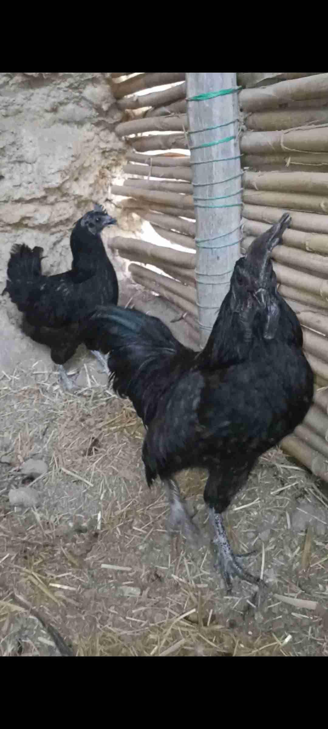 Couple ayam Cemani كوبل أيام سيماني