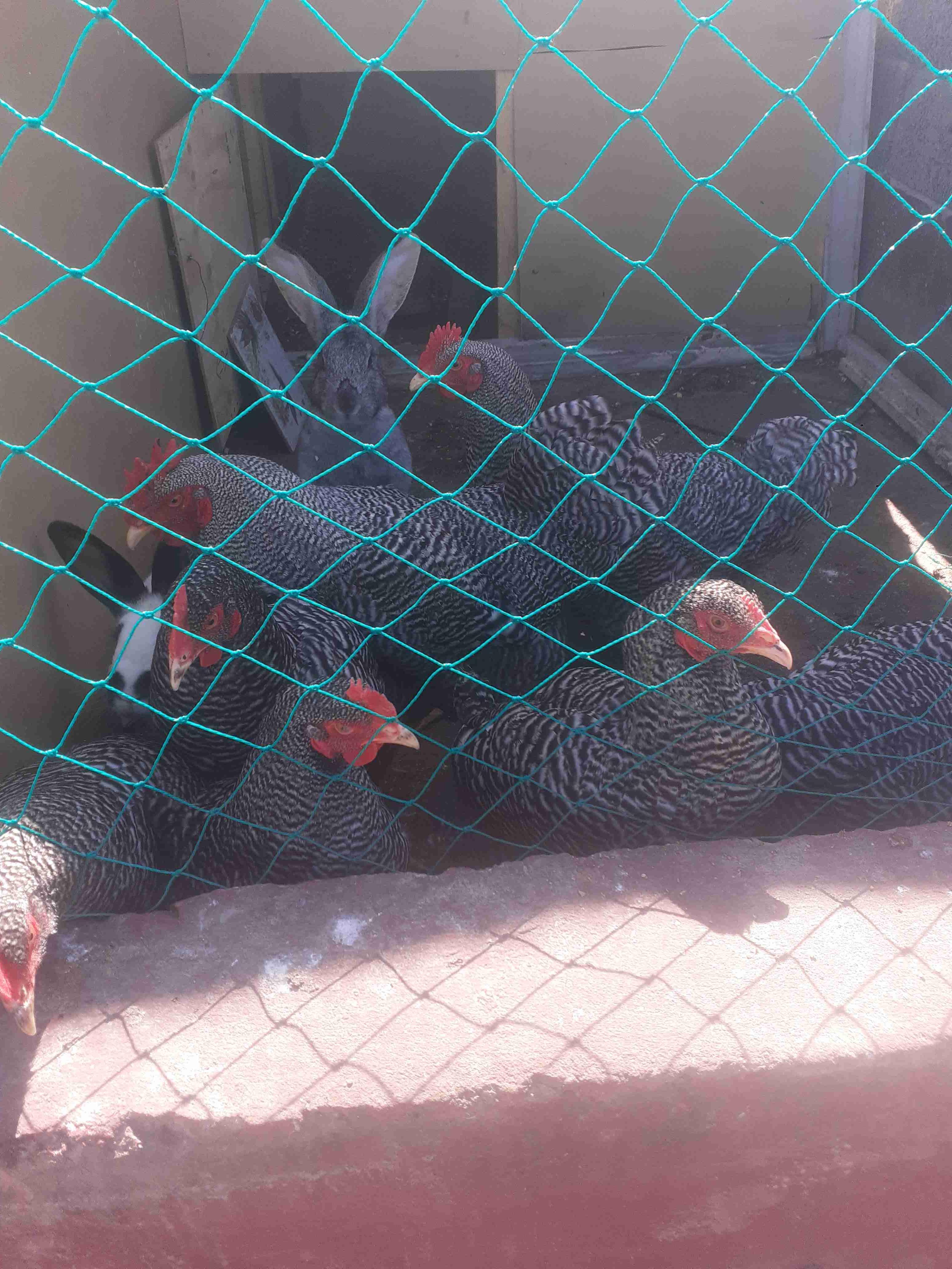 الدار البيضاء