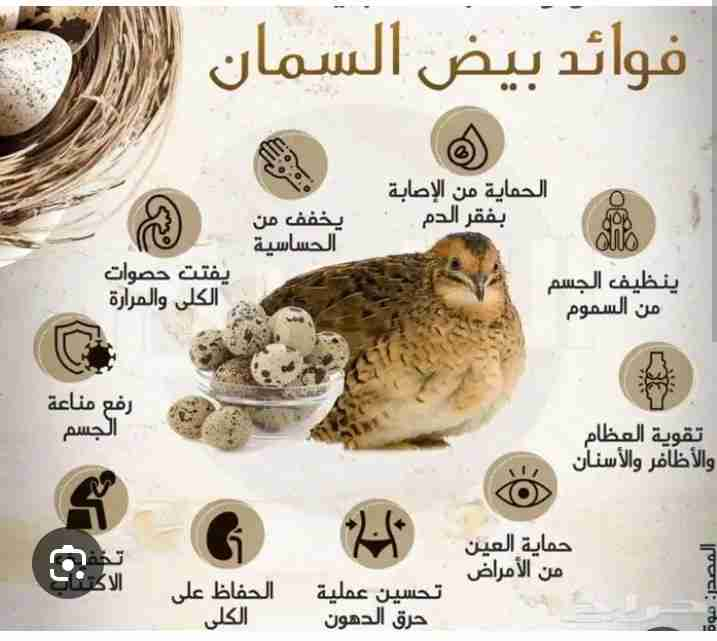 بيض موخصب
